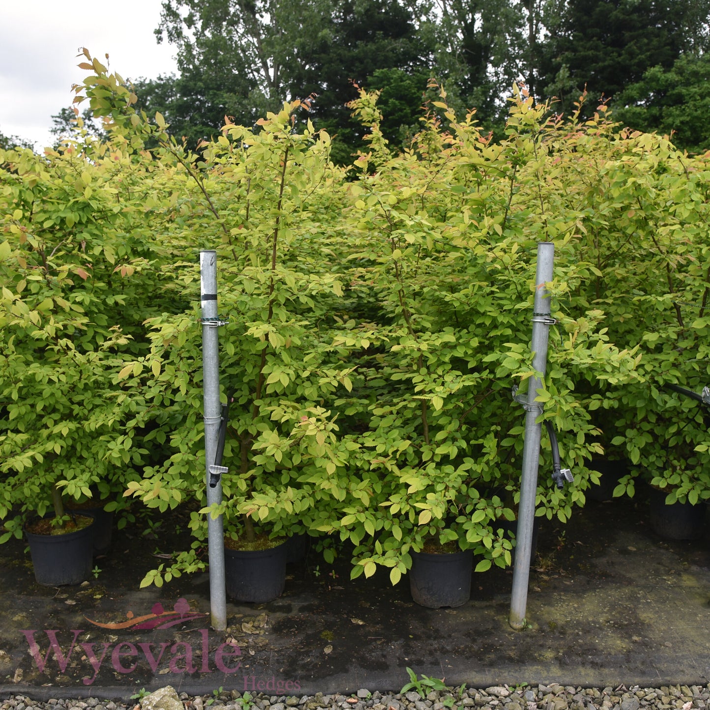 Carpinus betulus (Hornbeam)