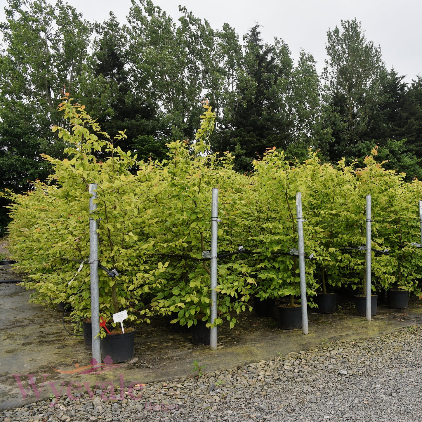 Carpinus betulus (Hornbeam)
