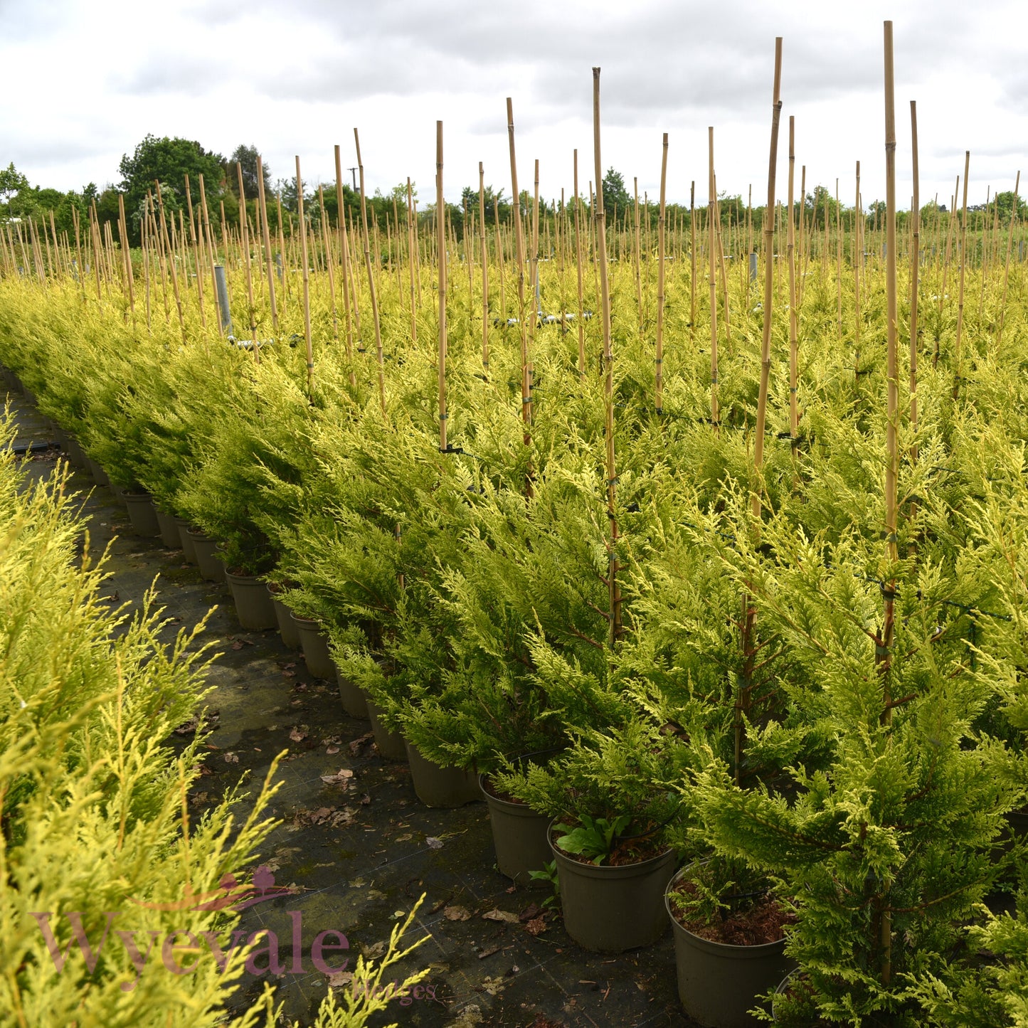 X Cupressocyparis leylandii (Leyland Cypress) 'Excalibur Gold'