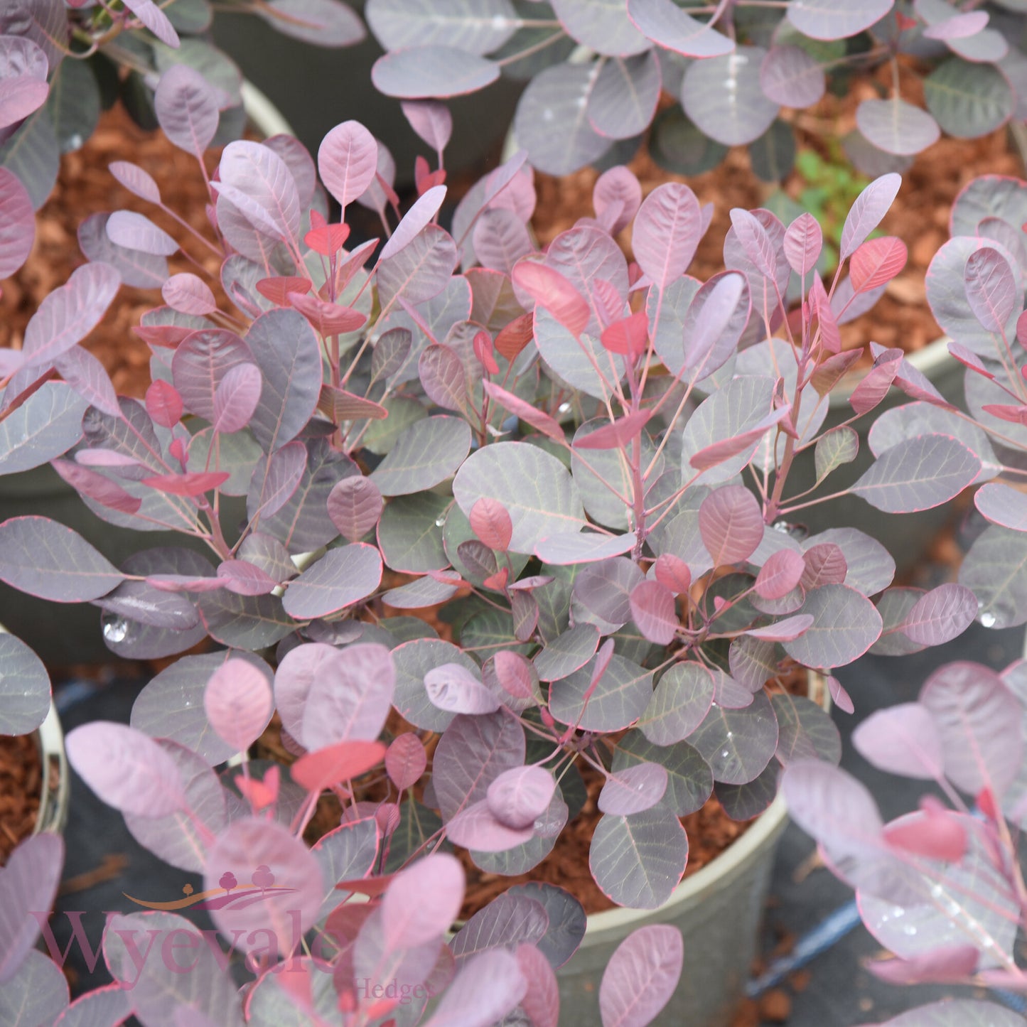Cotinus coggygria (Smokebush) 'Lilla'