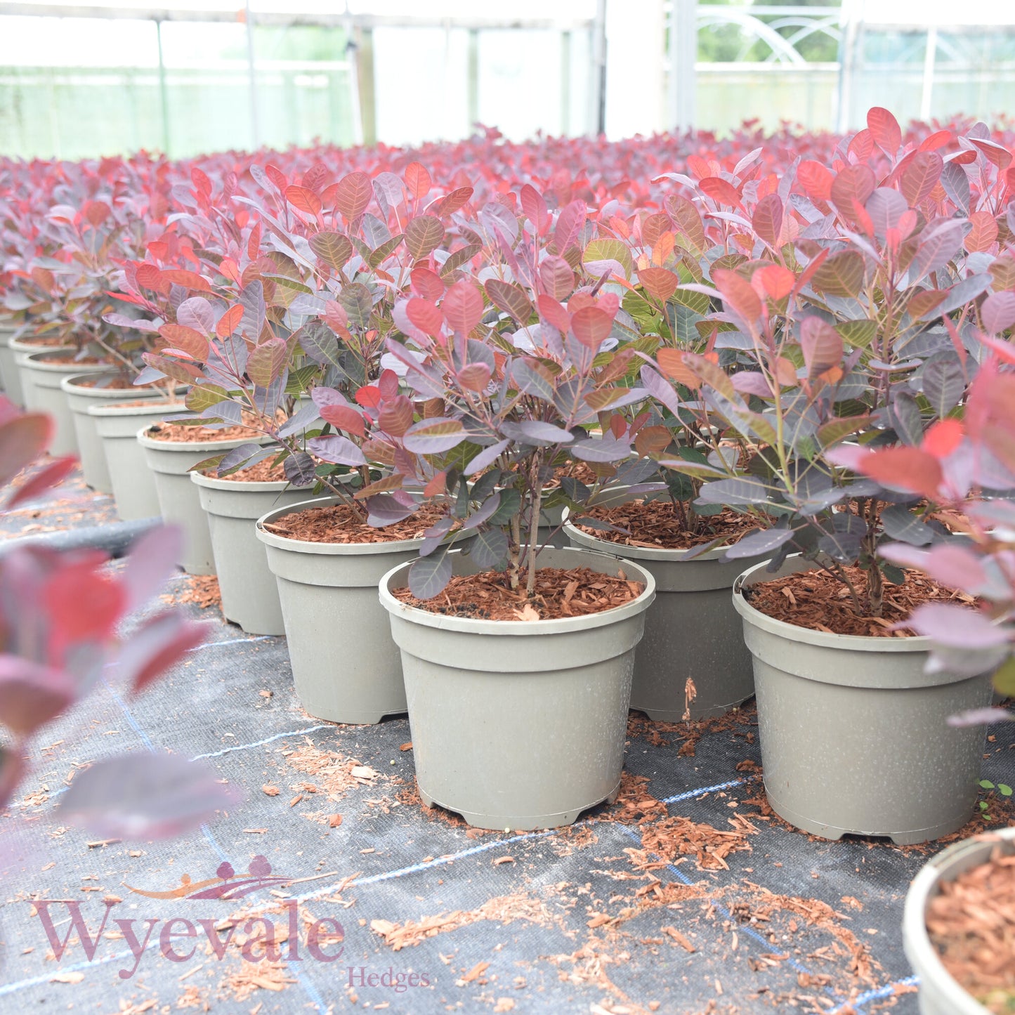 Cotinus coggygria (Smokebush) 'Lilla'