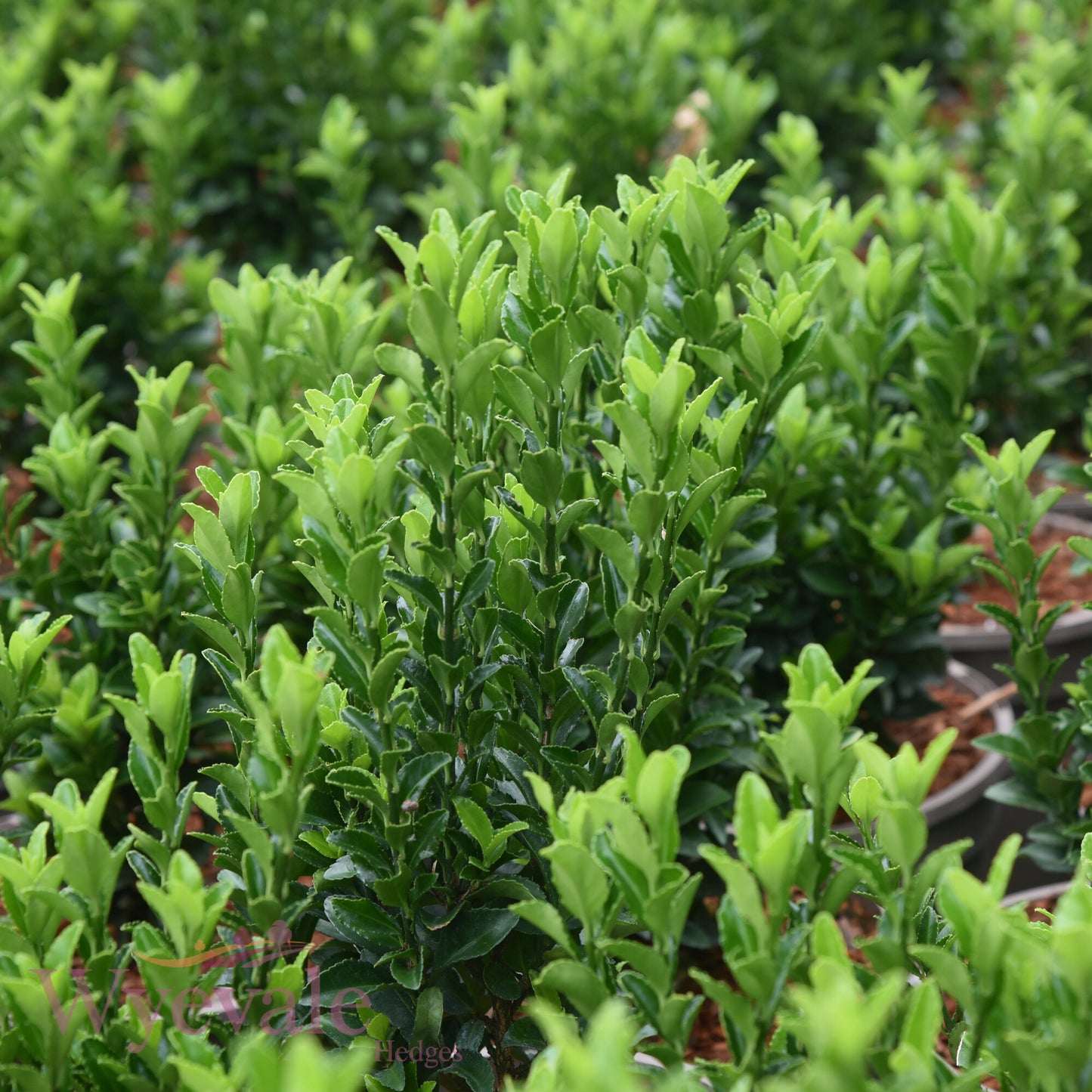 Euonymus japonicus (Japanese Spindle) 'Jean Hugues'
