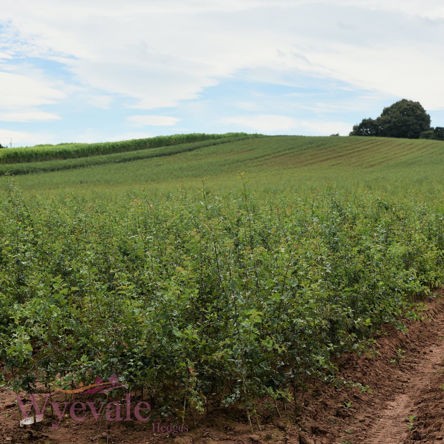 Bareroot Crataegus monogyna (Hawthorn)