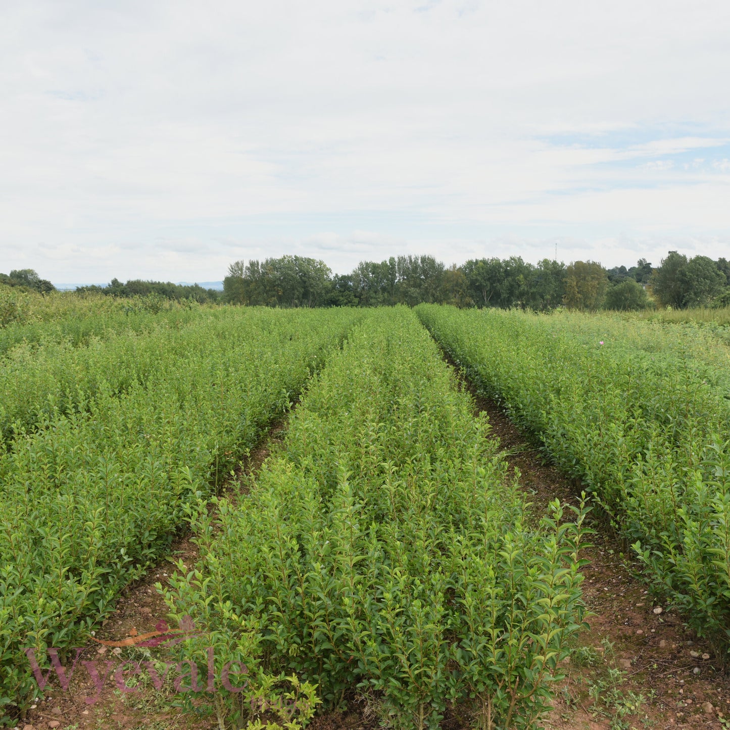 Bareroot Ligustrum ovalifolium (Oval-leaved Privet)