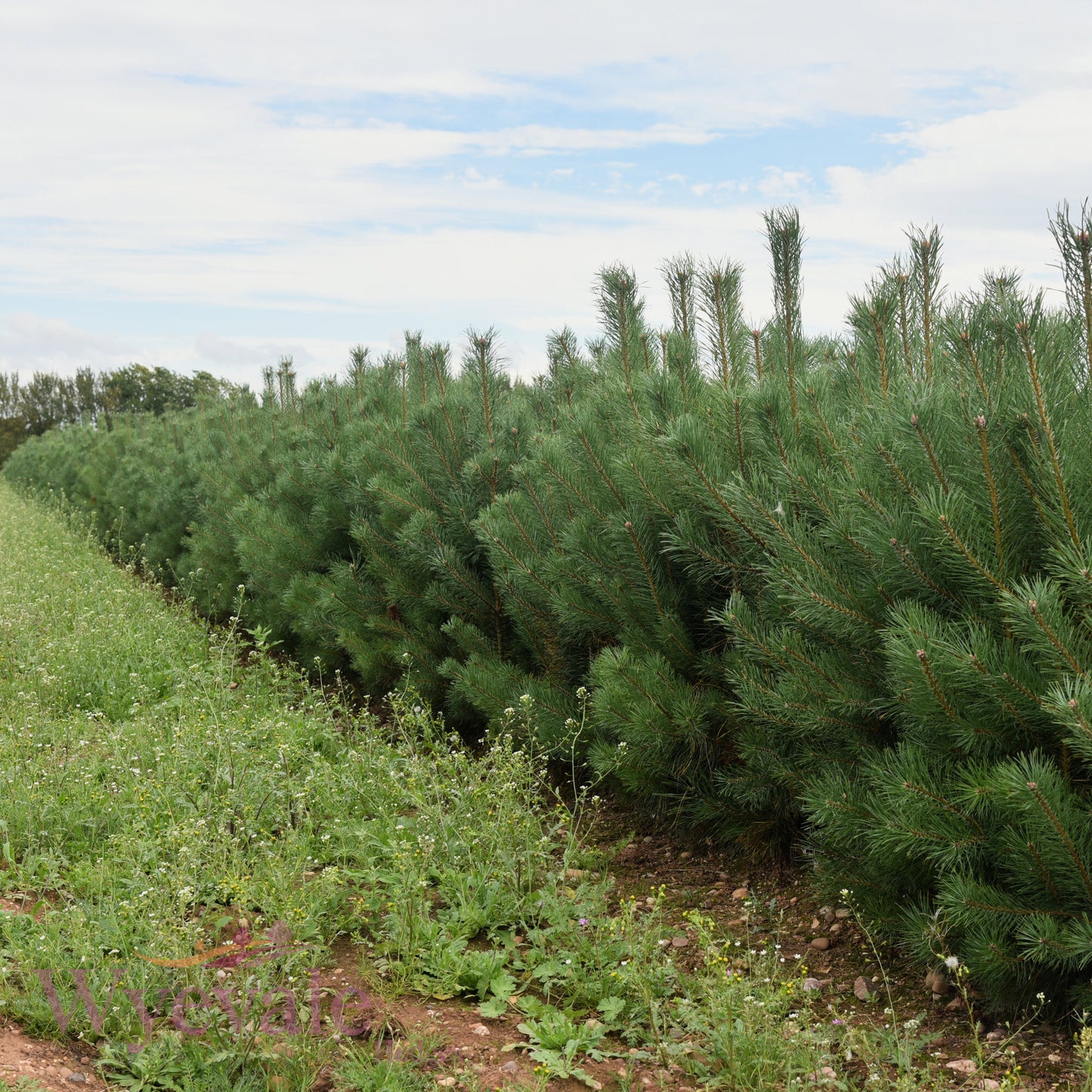 Bareroot Pinus sylvestris (Scots Pine)