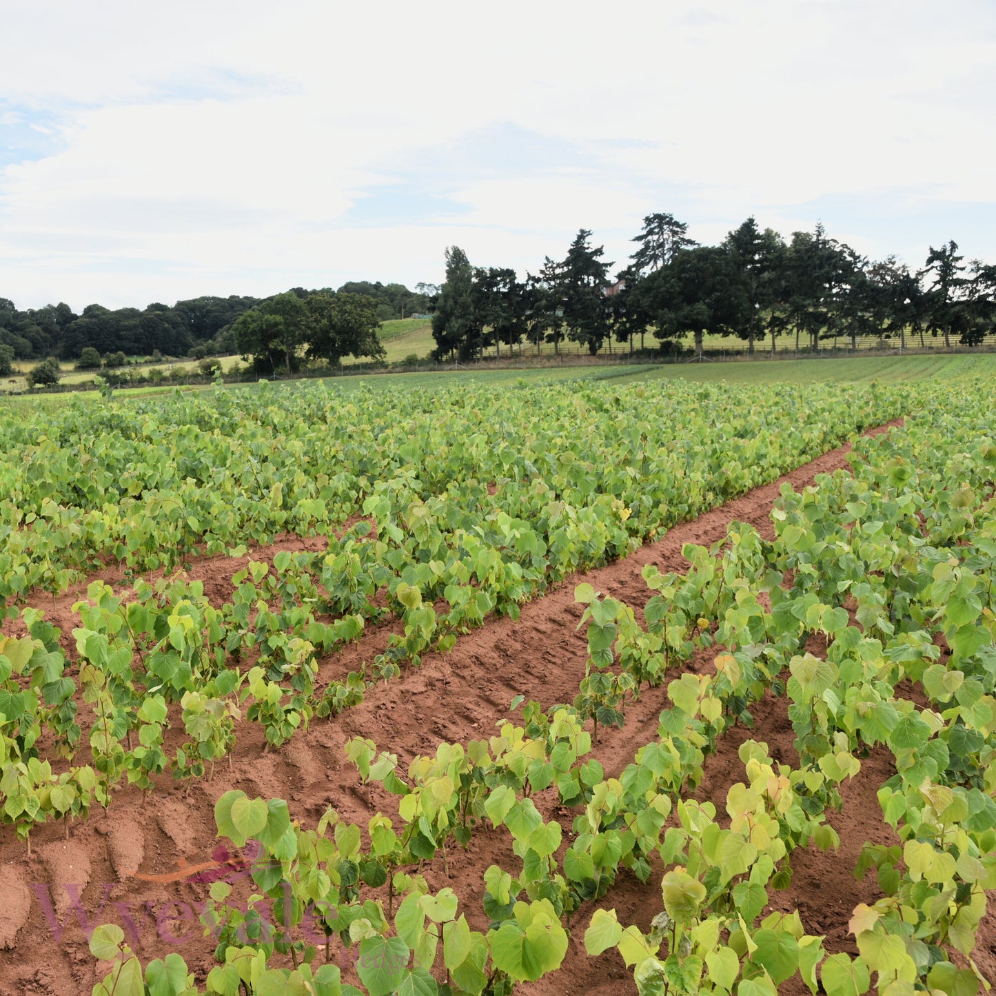 Bareroot Tilia cordata (Small-leaved Lime)