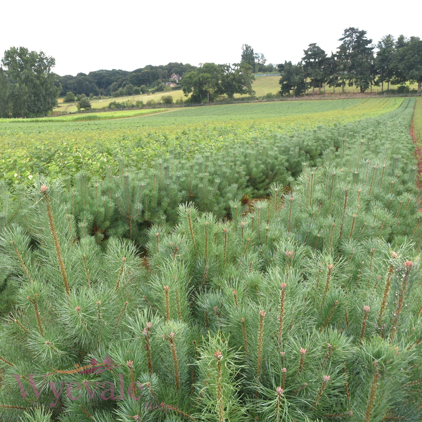 Bareroot Pinus sylvestris (Scots Pine)