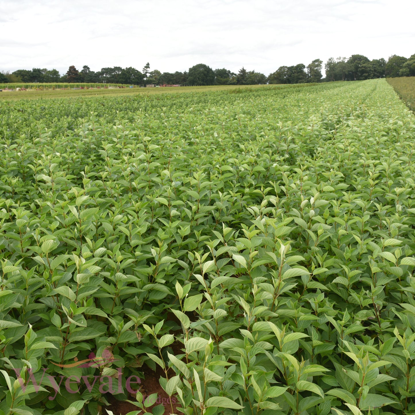 Bareroot Cornus sanguinea (Common Dogwood)