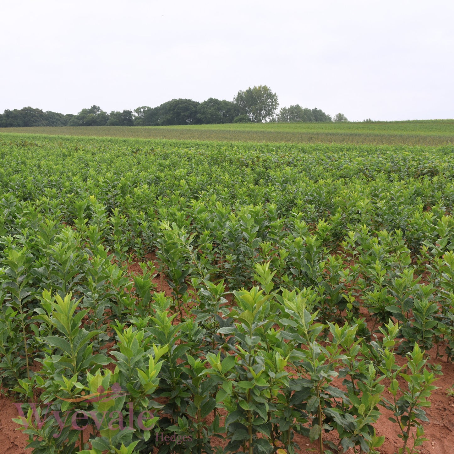 Bareroot Euonymus europaeus (Spindle)