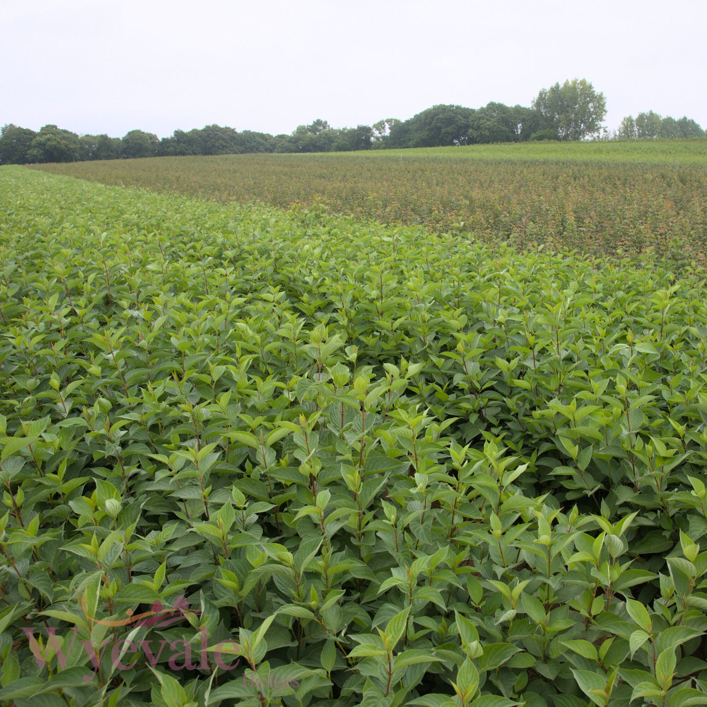 Bareroot Cornus sanguinea (Common Dogwood)