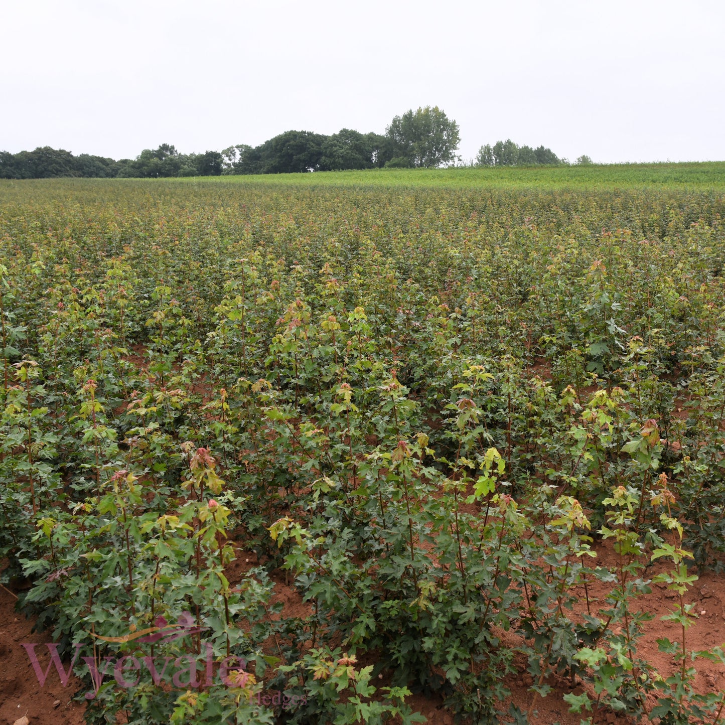 Bareroot Acer campestre (Field Maple)