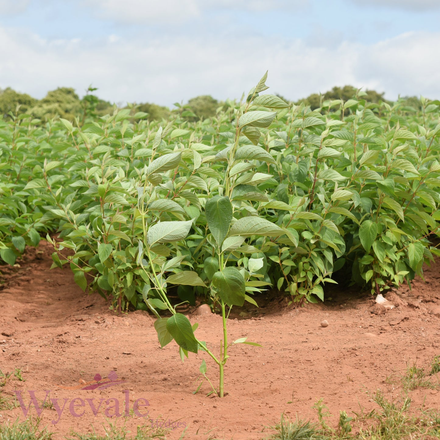 Bareroot Cornus sericea (Golden-Twig Dogwood) 'Flaviramea'