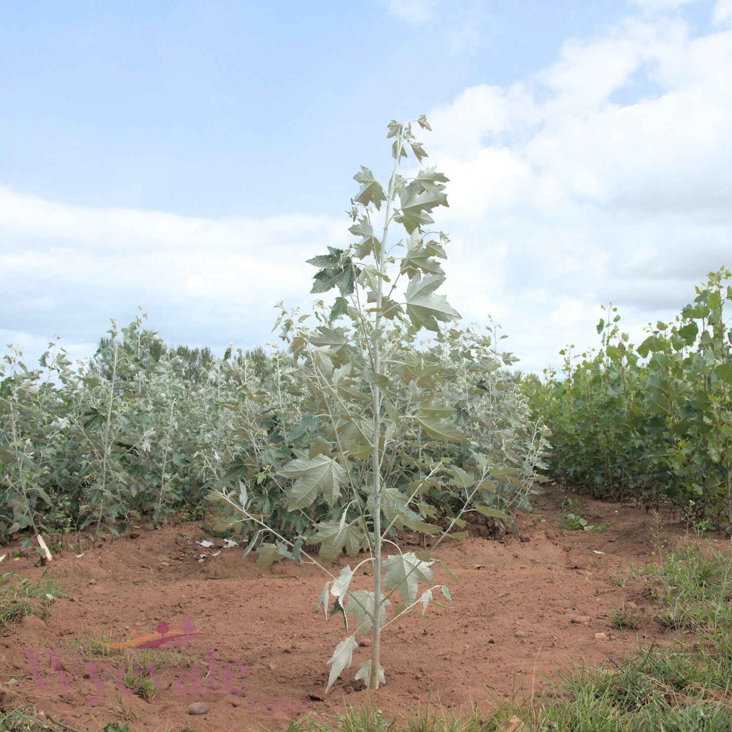 Bareroot Populus alba (White Poplar)