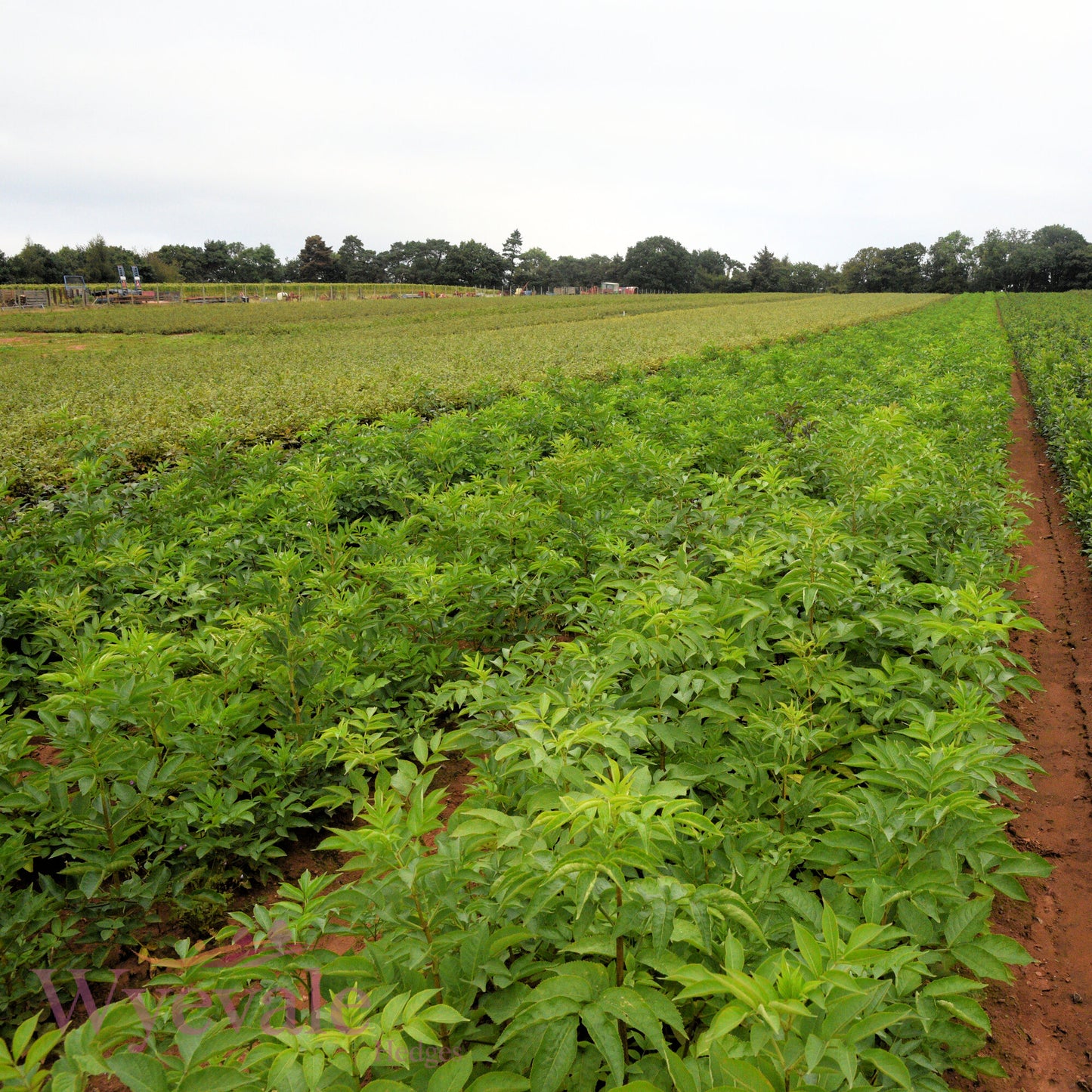 Bareroot Sambucus nigra (Elder)