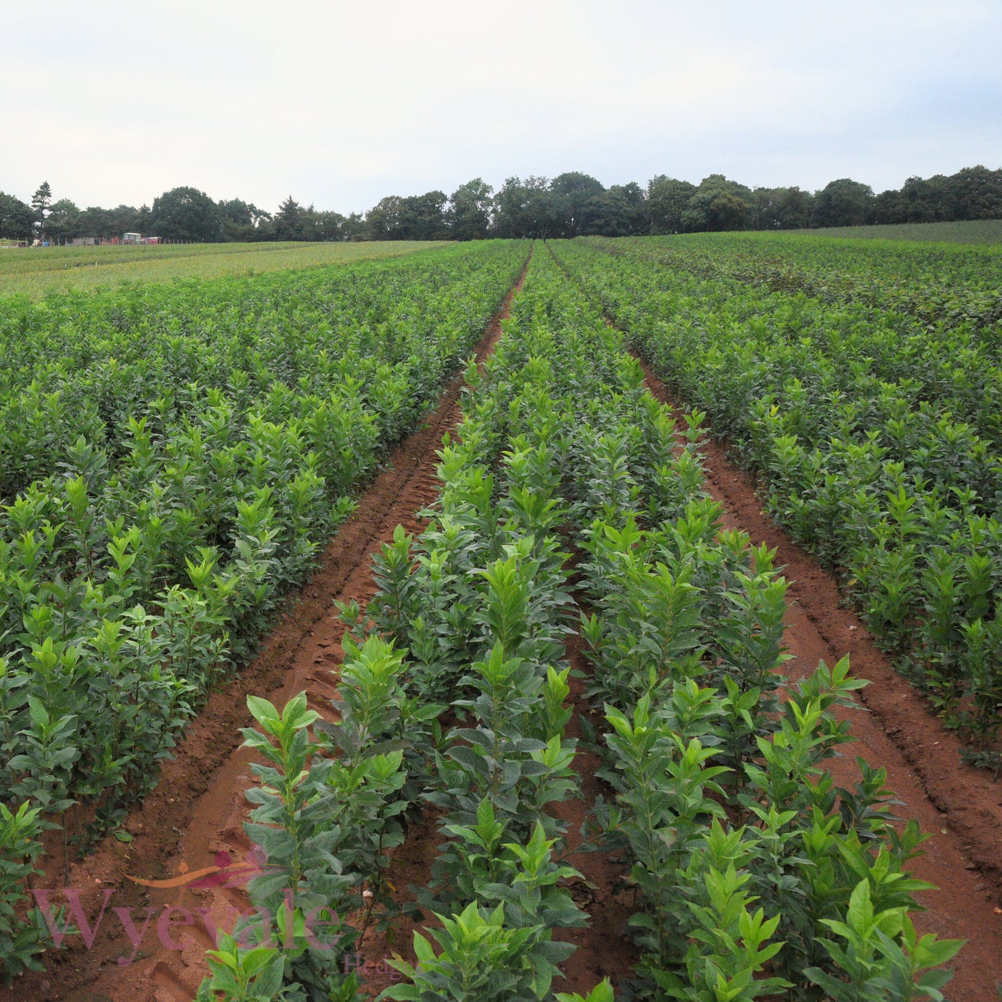 Bareroot Euonymus europaeus (Spindle)