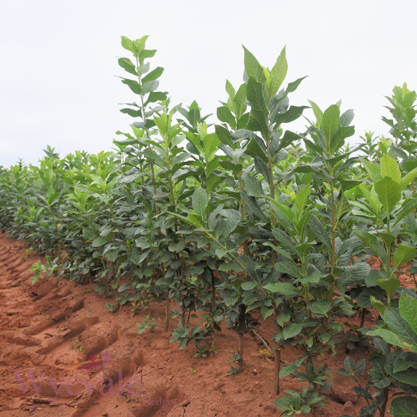 Bareroot Euonymus europaeus (Spindle)