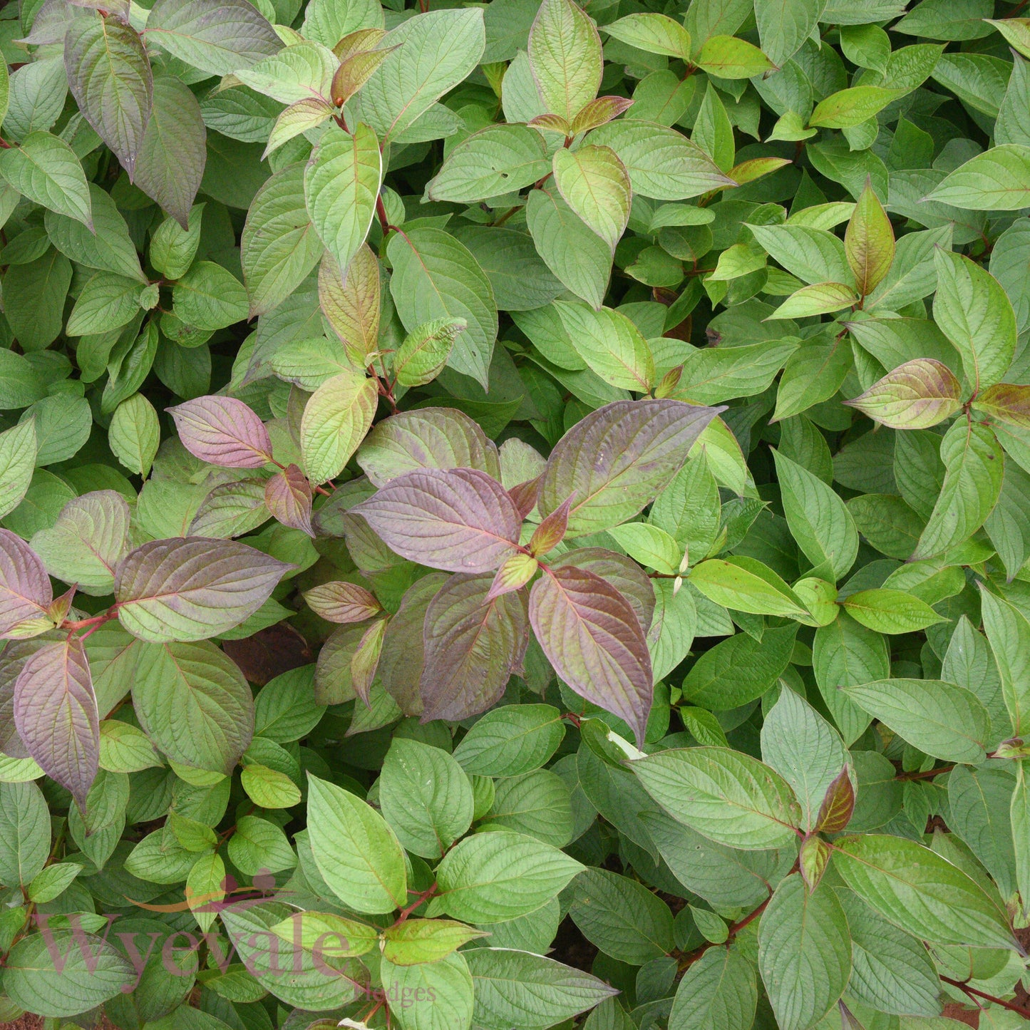 Bareroot Cornus alba (Siberian Dogwood) 'Sibirica'