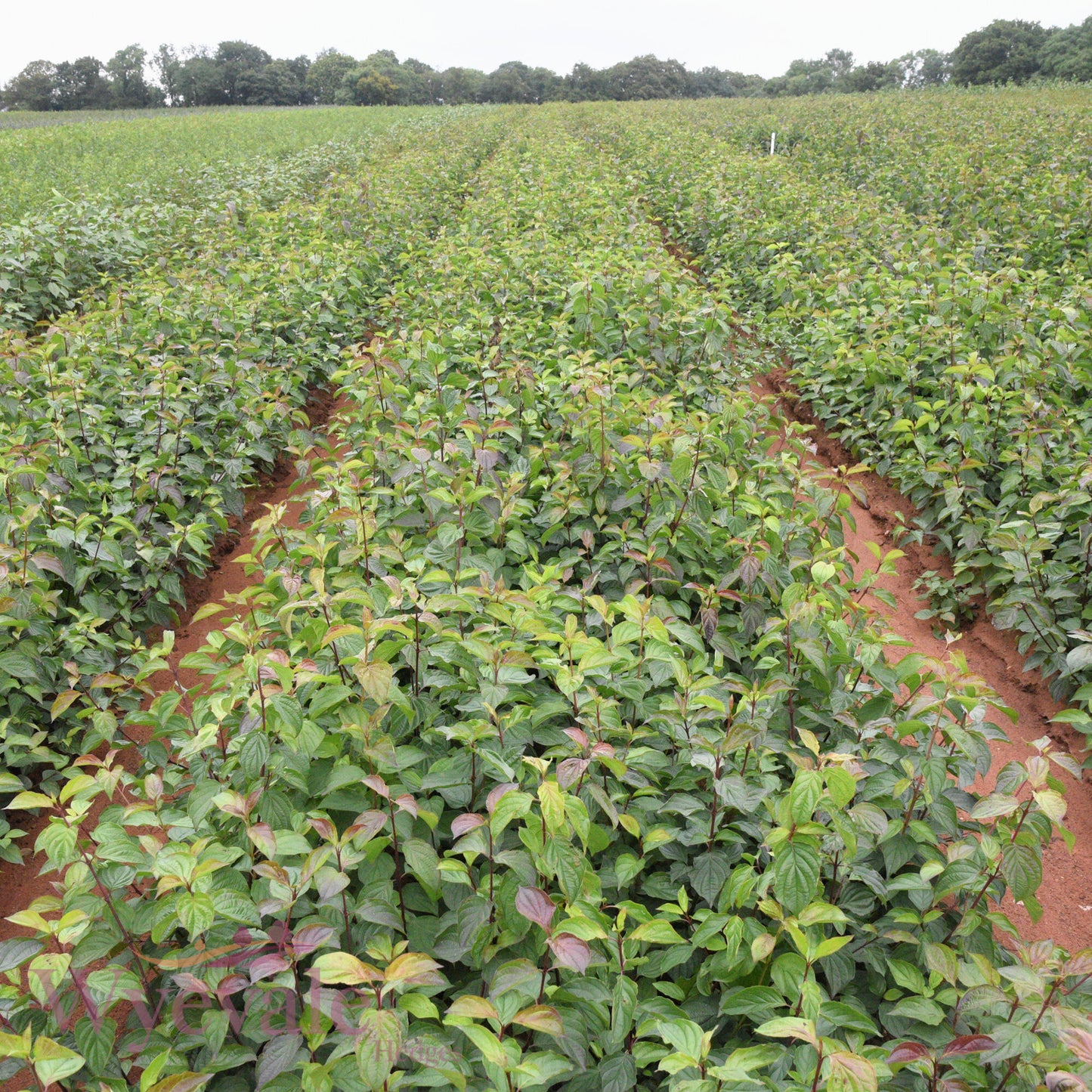 Bareroot Cornus sanguinea (Common Dogwood)