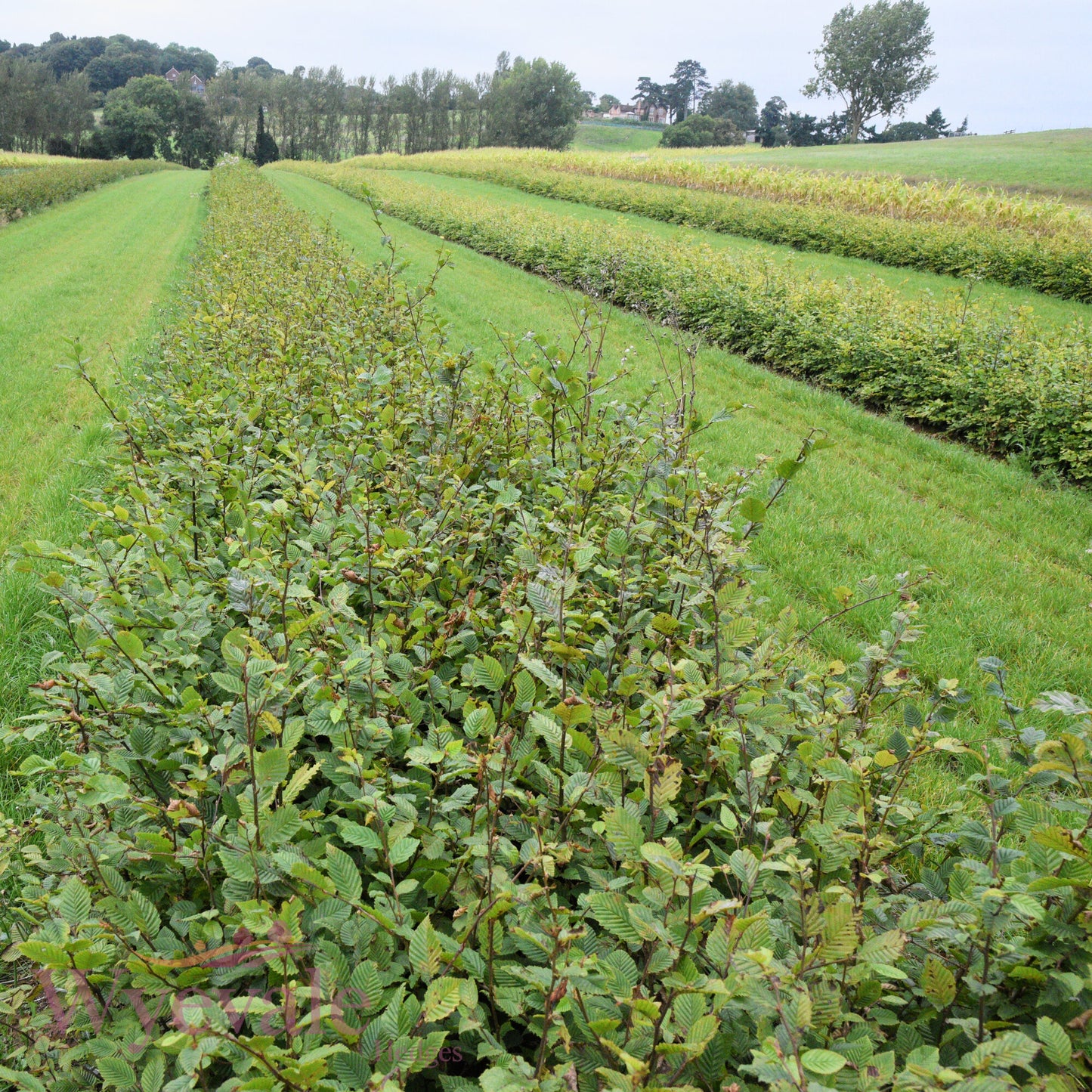 Bareroot Carpinus betulus (Hornbeam)