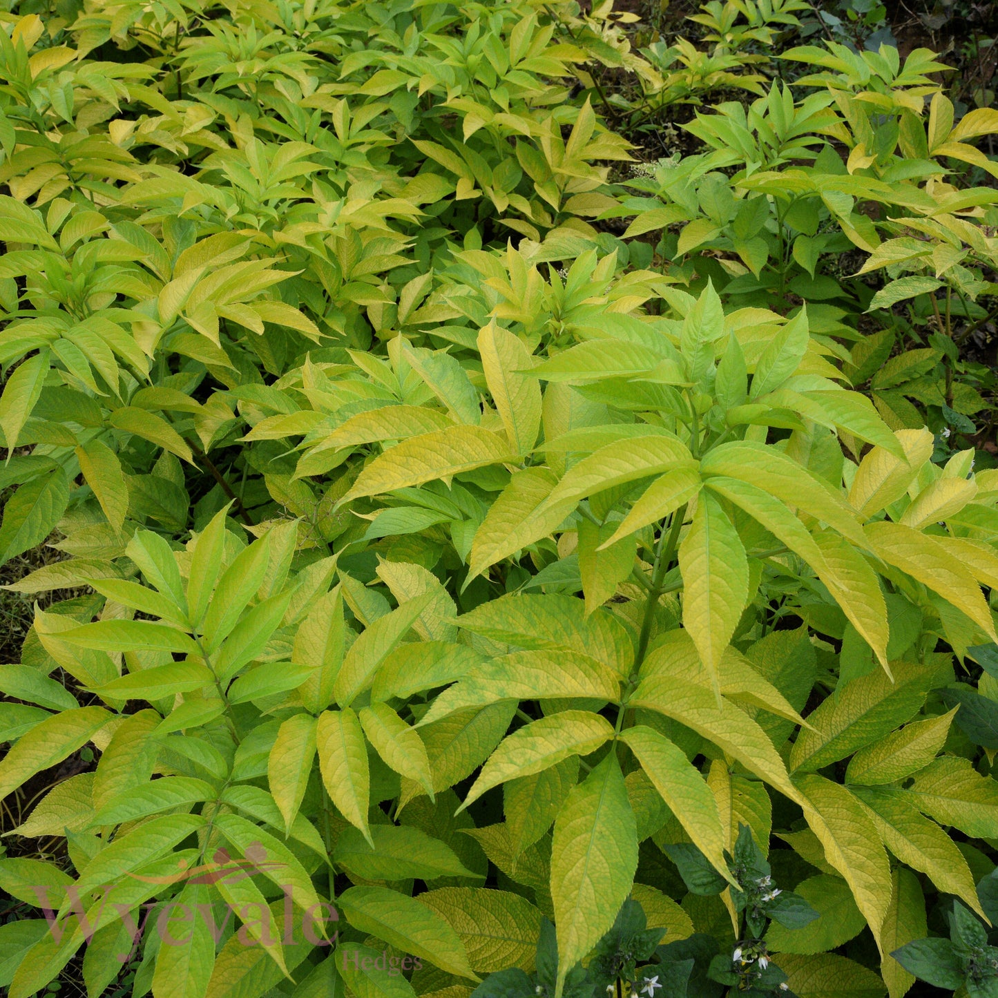 Bareroot Sambucus nigra (Golden Elder) 'Aurea'