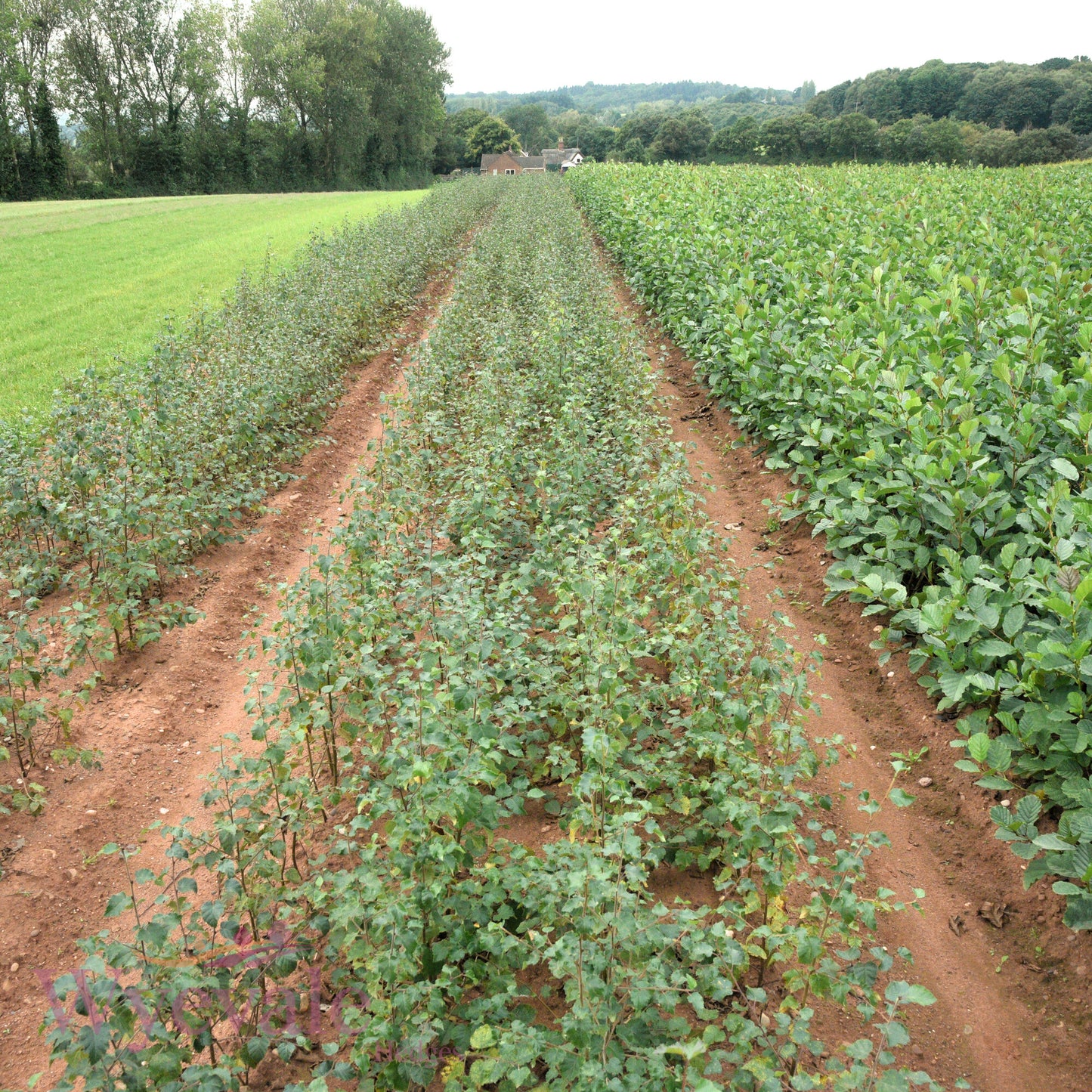 Bareroot Betula pubescens (Downy Birch)