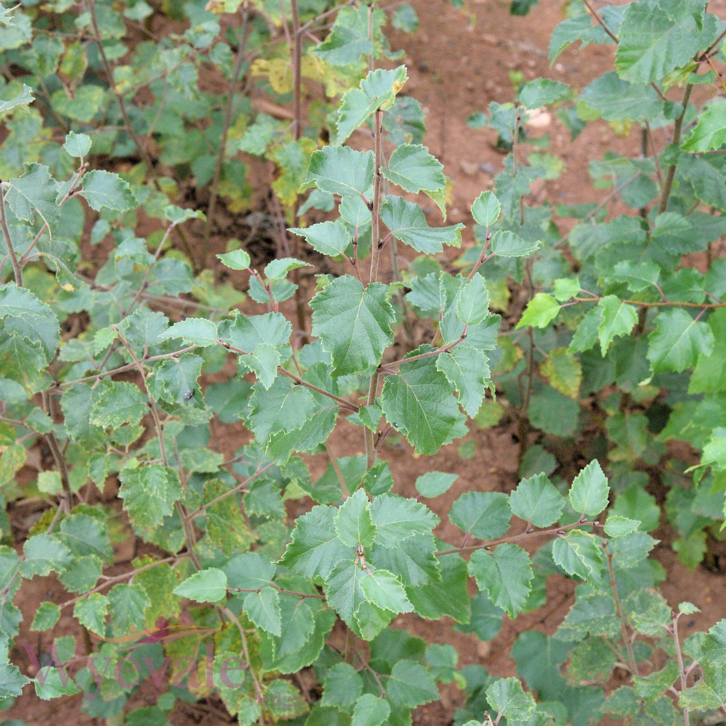 Bareroot Betula pubescens (Downy Birch)
