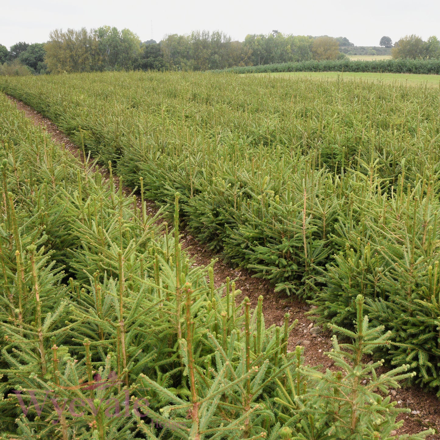 Bareroot Picea abies (Norway Spruce)