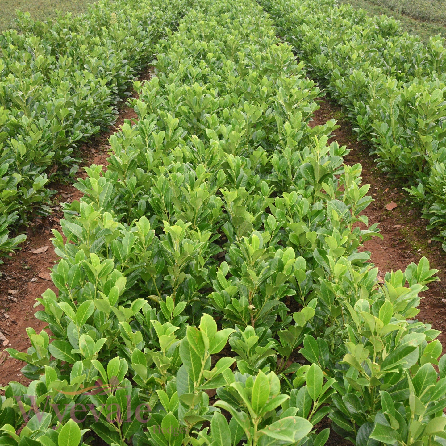 Bareroot Prunus laurocerasus (Cherry Laurel)