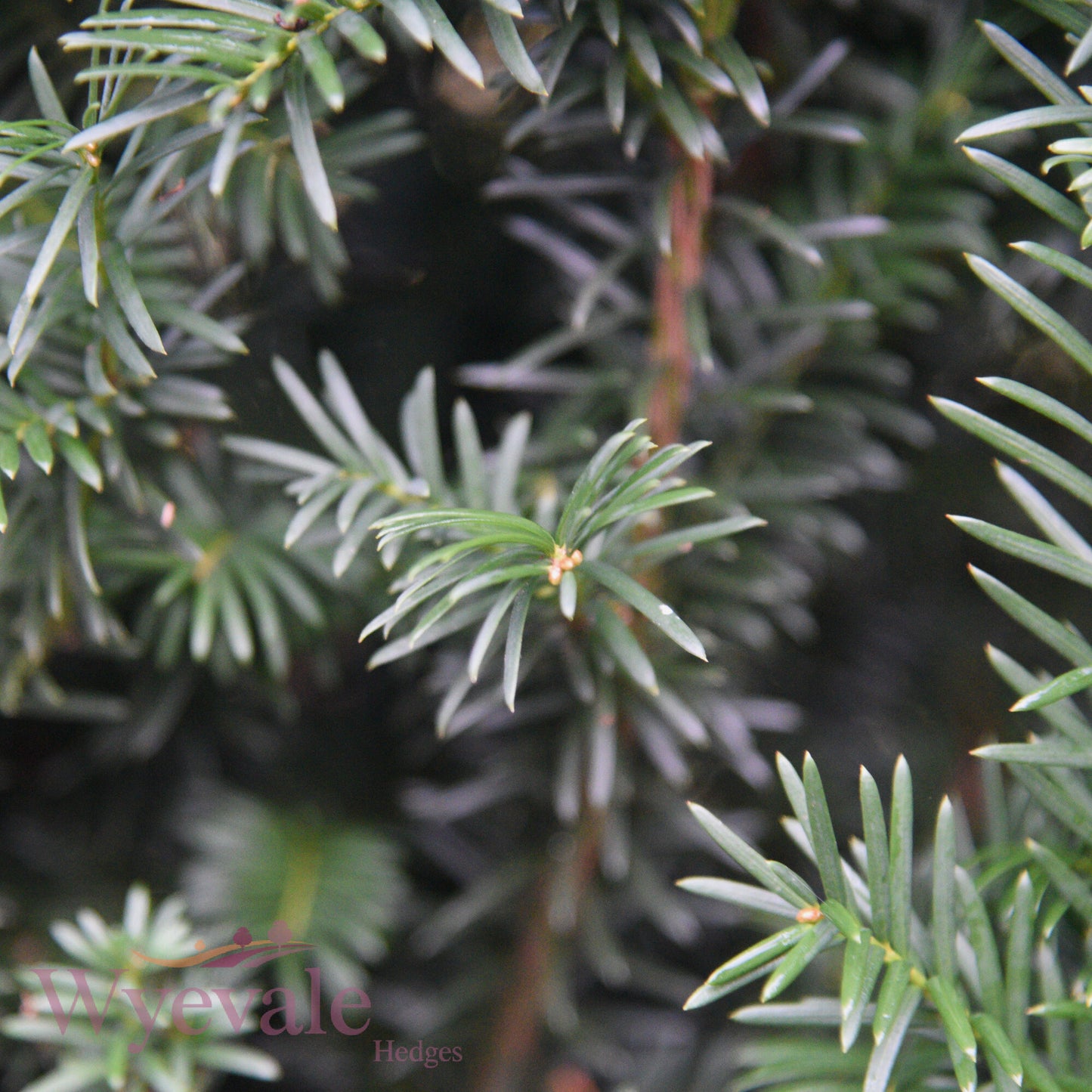 Taxus baccata (Yew)