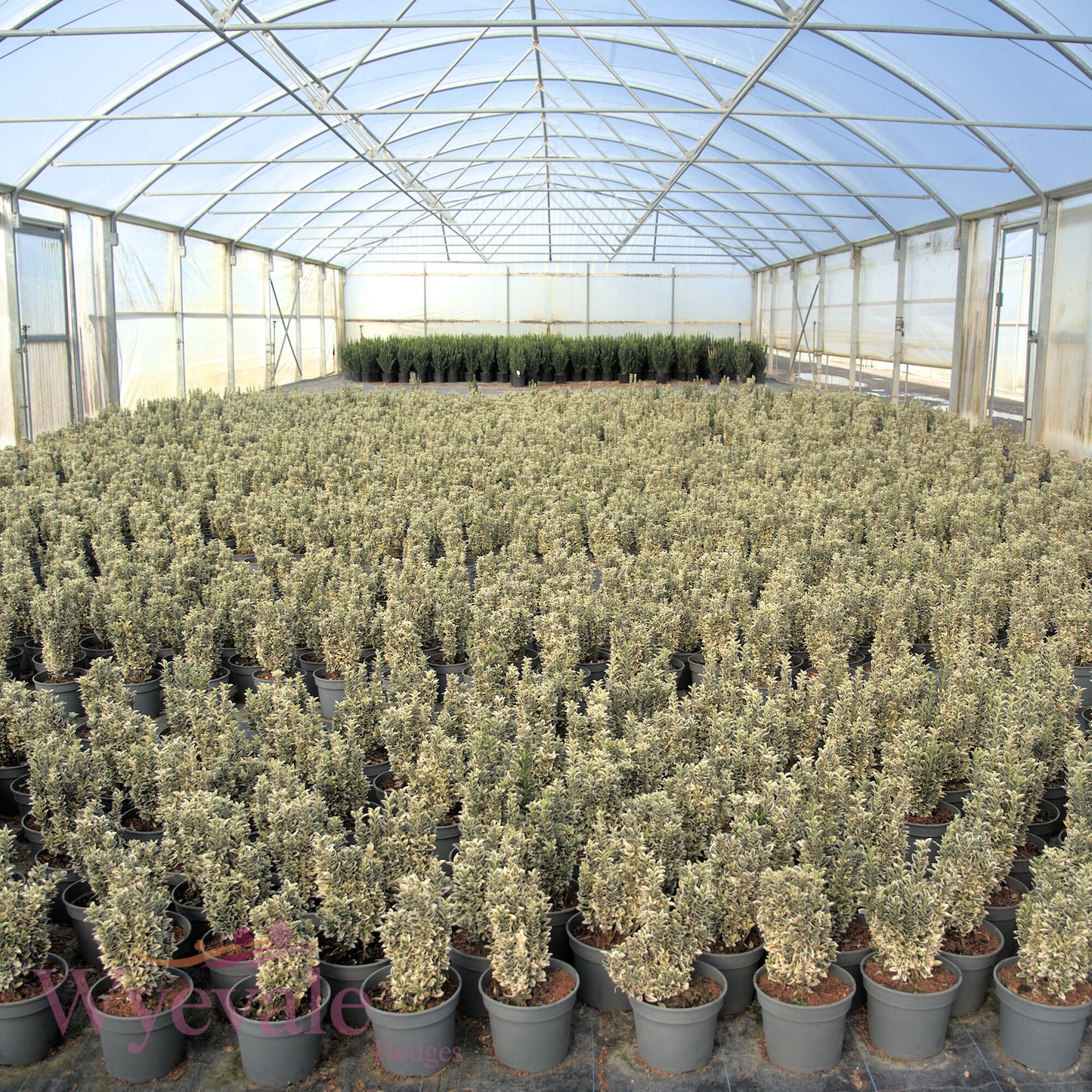 Euonymus japonicus (Japanese Spindle) 'White Spire'