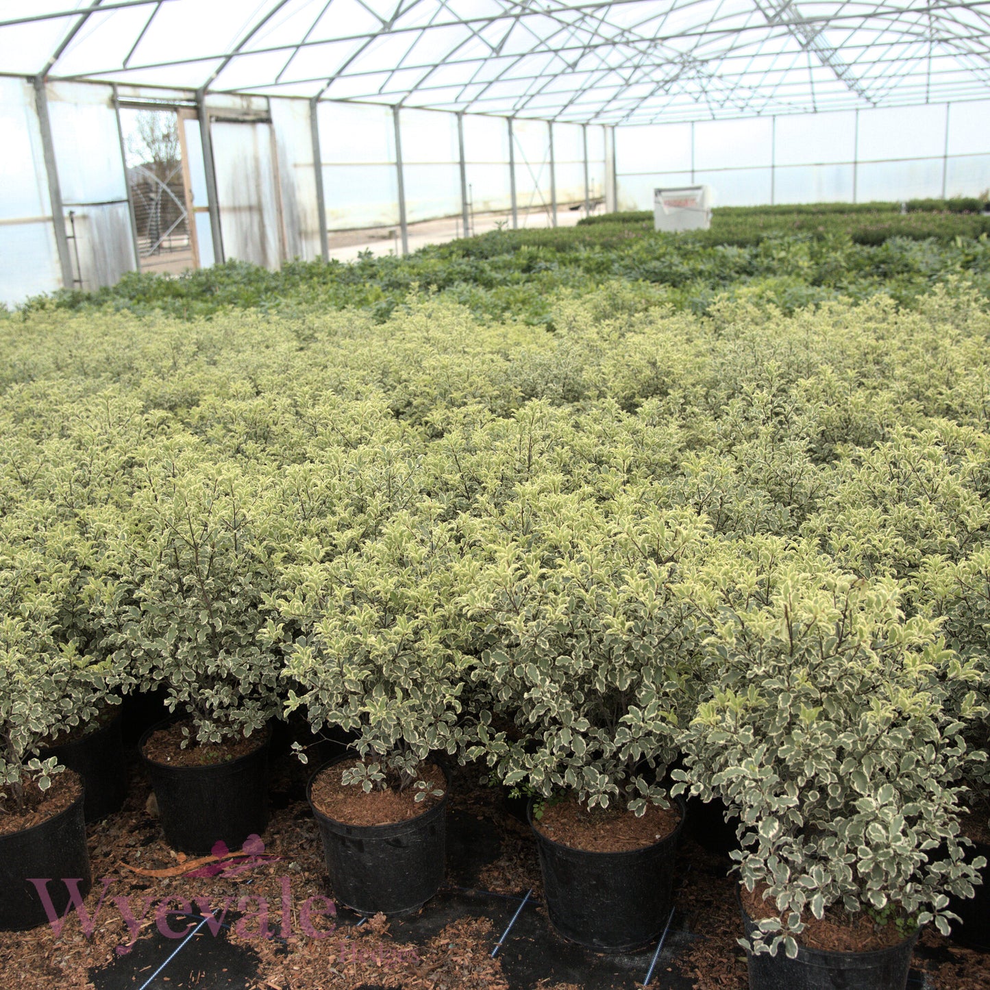 Pittosporum tenuifolium (Flagpole Cherry) 'Variegatum'