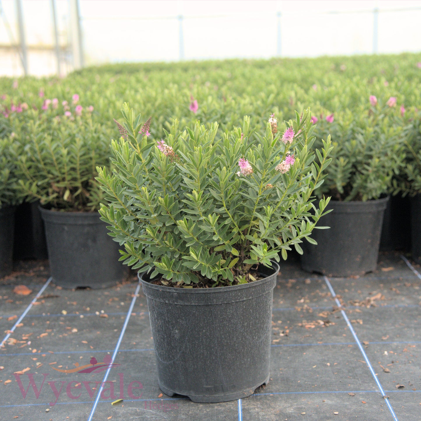 Hebe (Shrubby Veronica) 'Mette'