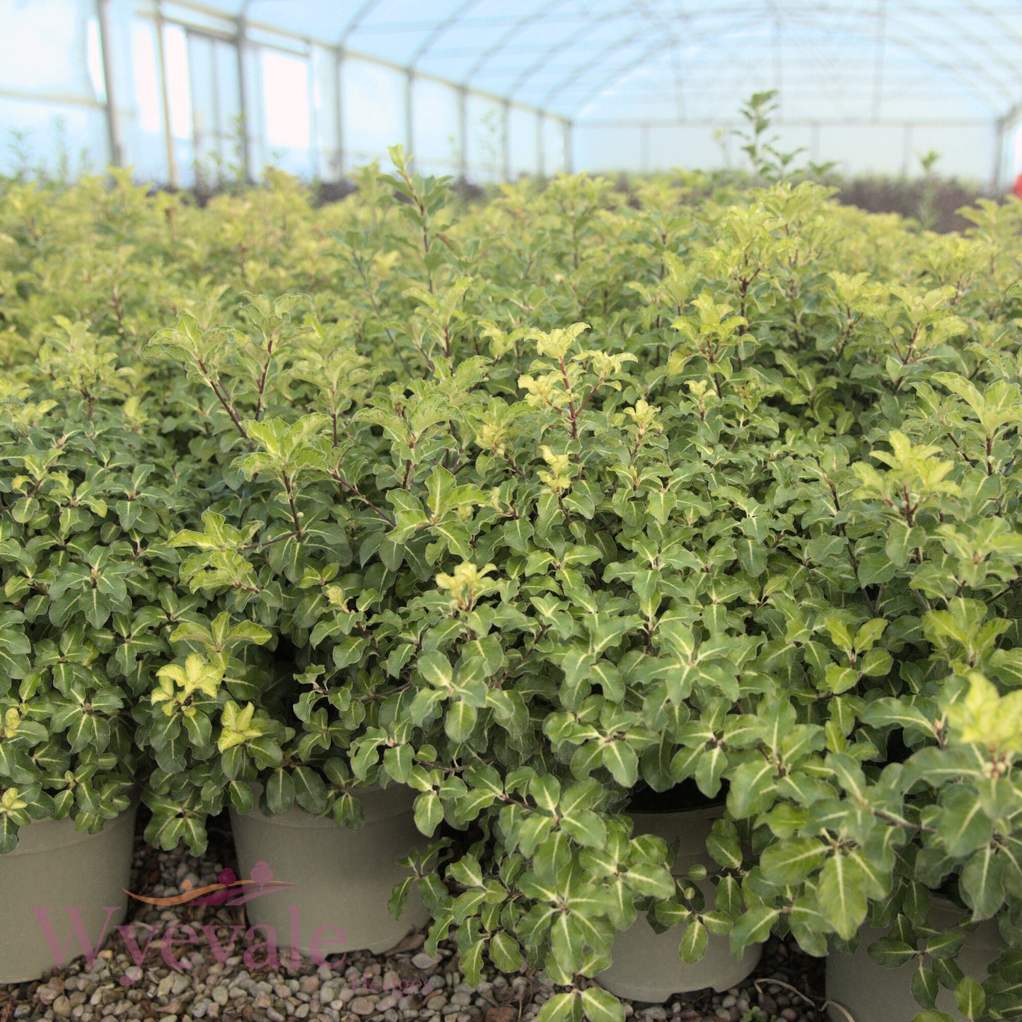 Pittosporum tenuifolium (Purple Kohuhu) 'Gold Star'