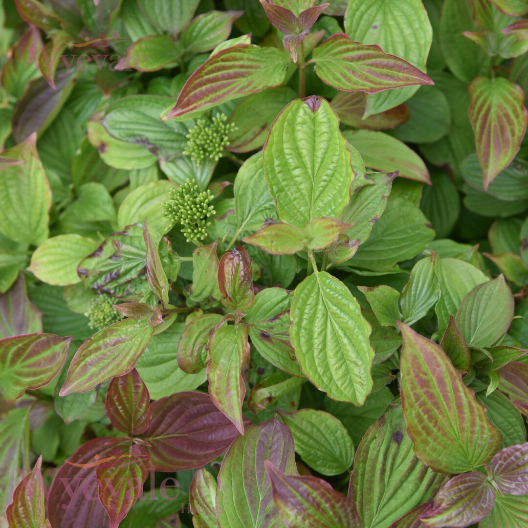 Bareroot Cornus sanguinea (Common Dogwood)