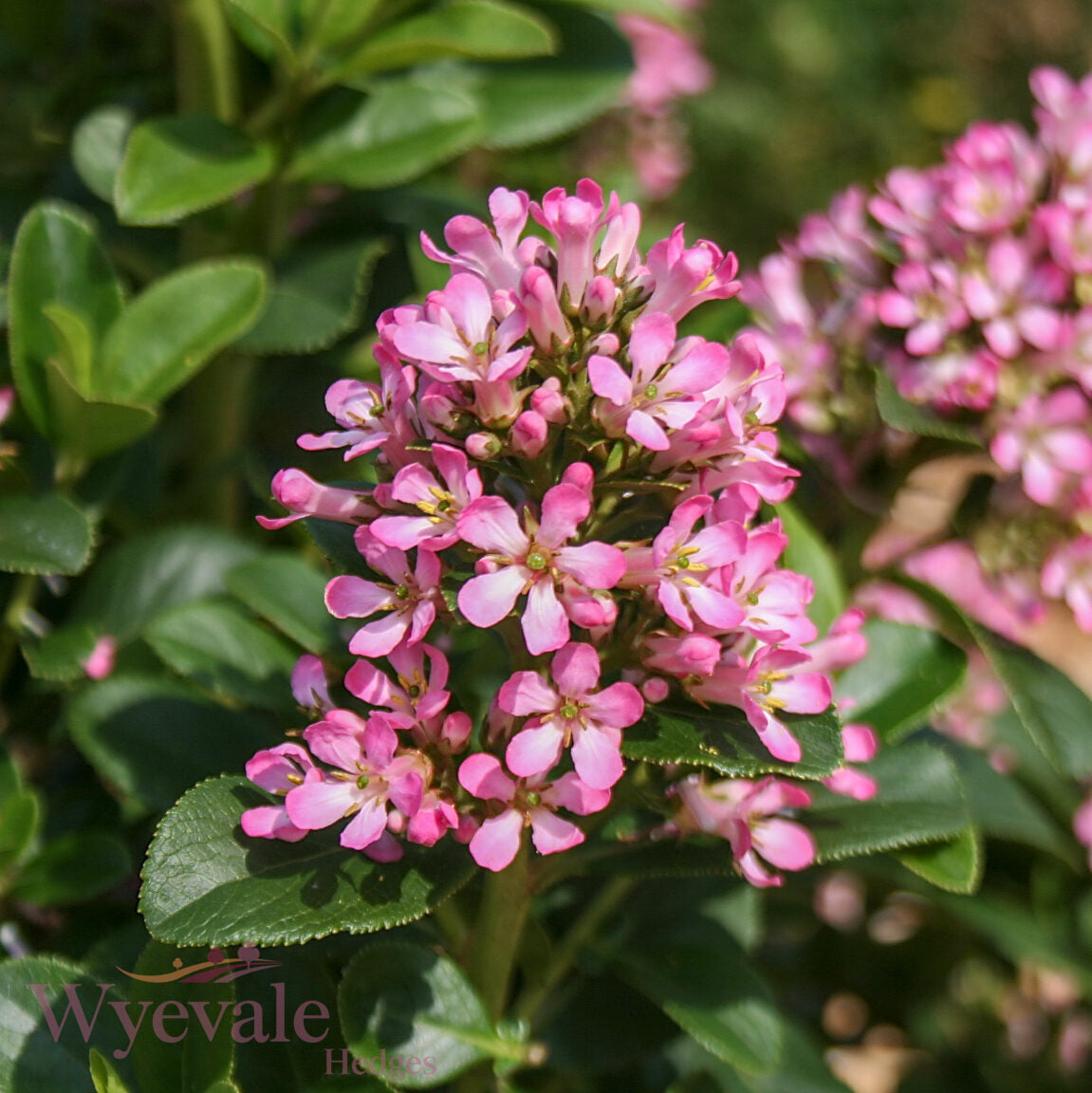Escallonia laevis 'Pink Elle'
