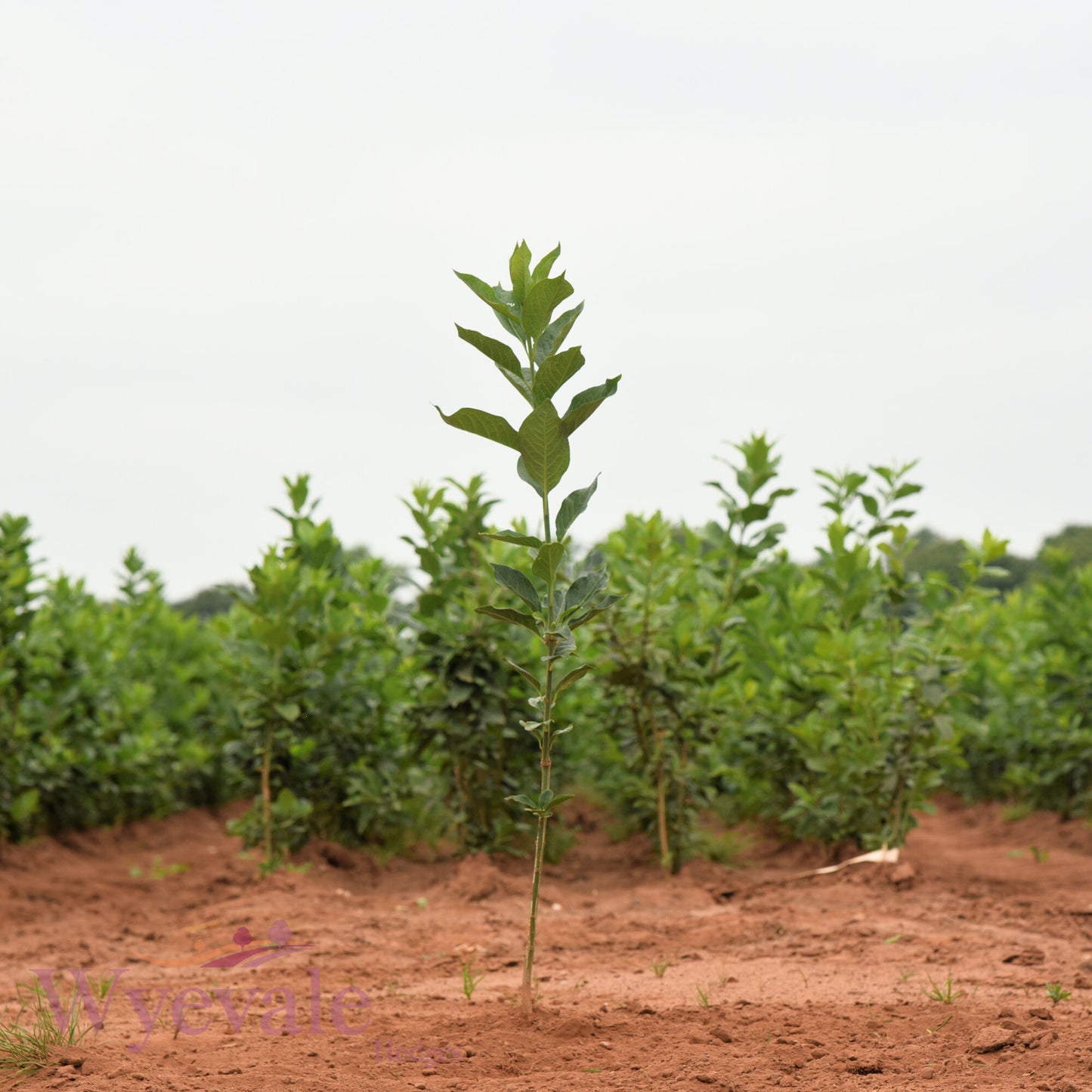 Bareroot Euonymus europaeus (Spindle)