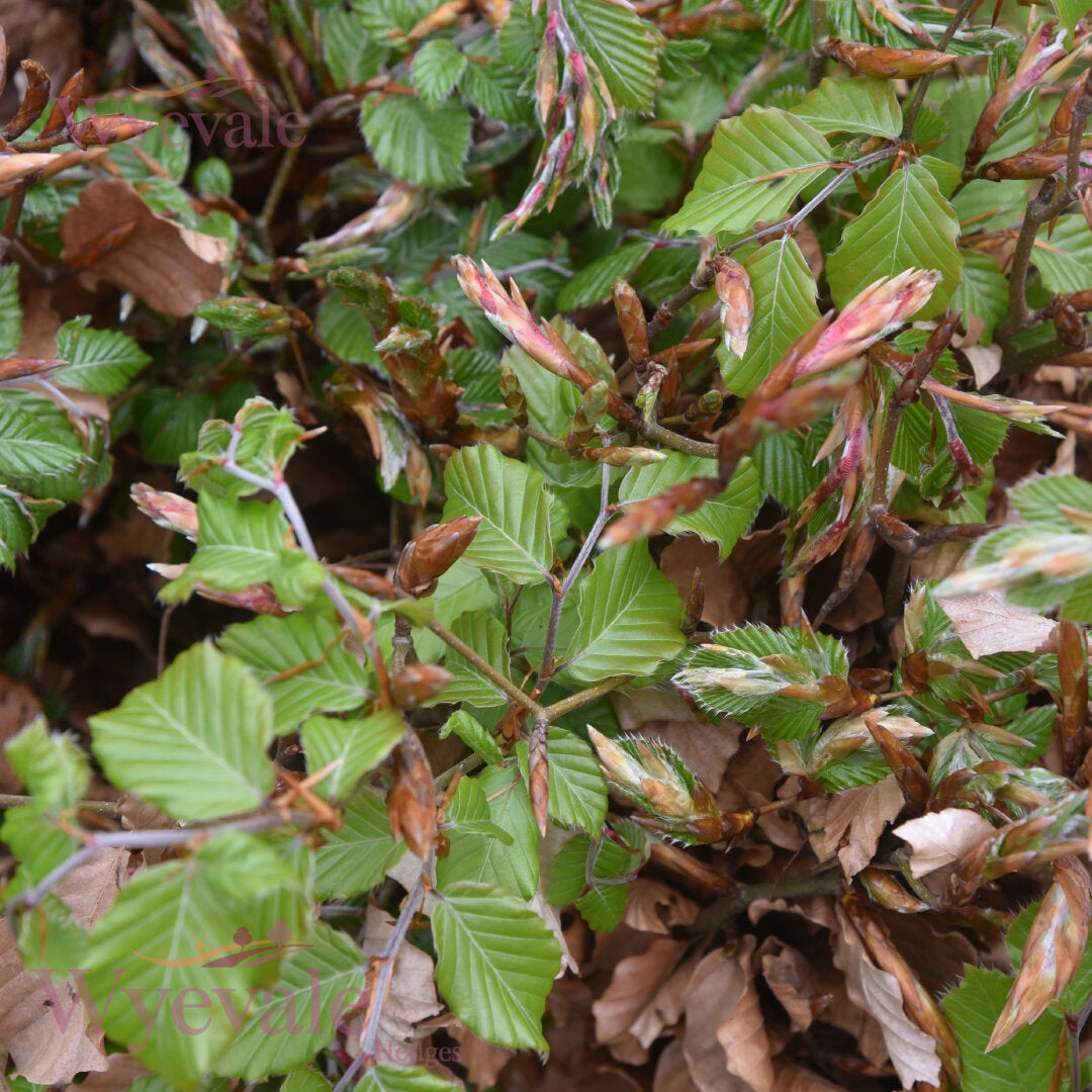 Bareroot Fagus sylvatica (Common Beech)