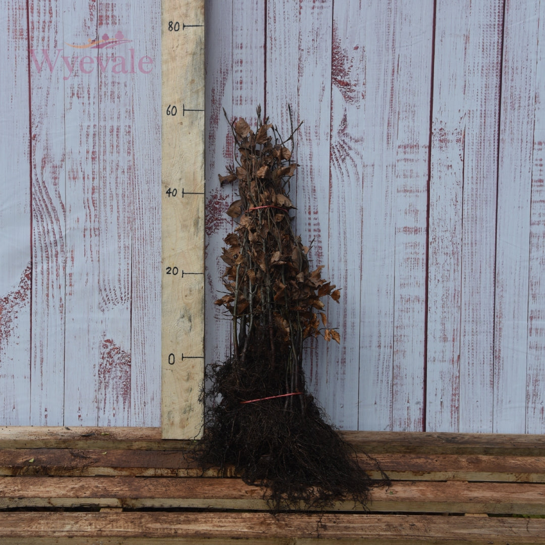 Fagus sylvatica astropurporea.jpg__PID:67fb78e3-afa5-4506-a066-e07e68df2de9