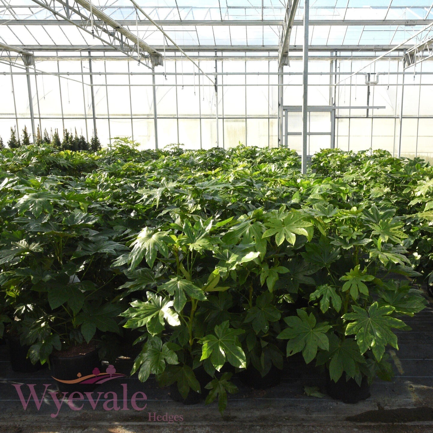 Fatsia japonica (Japanese aralia)