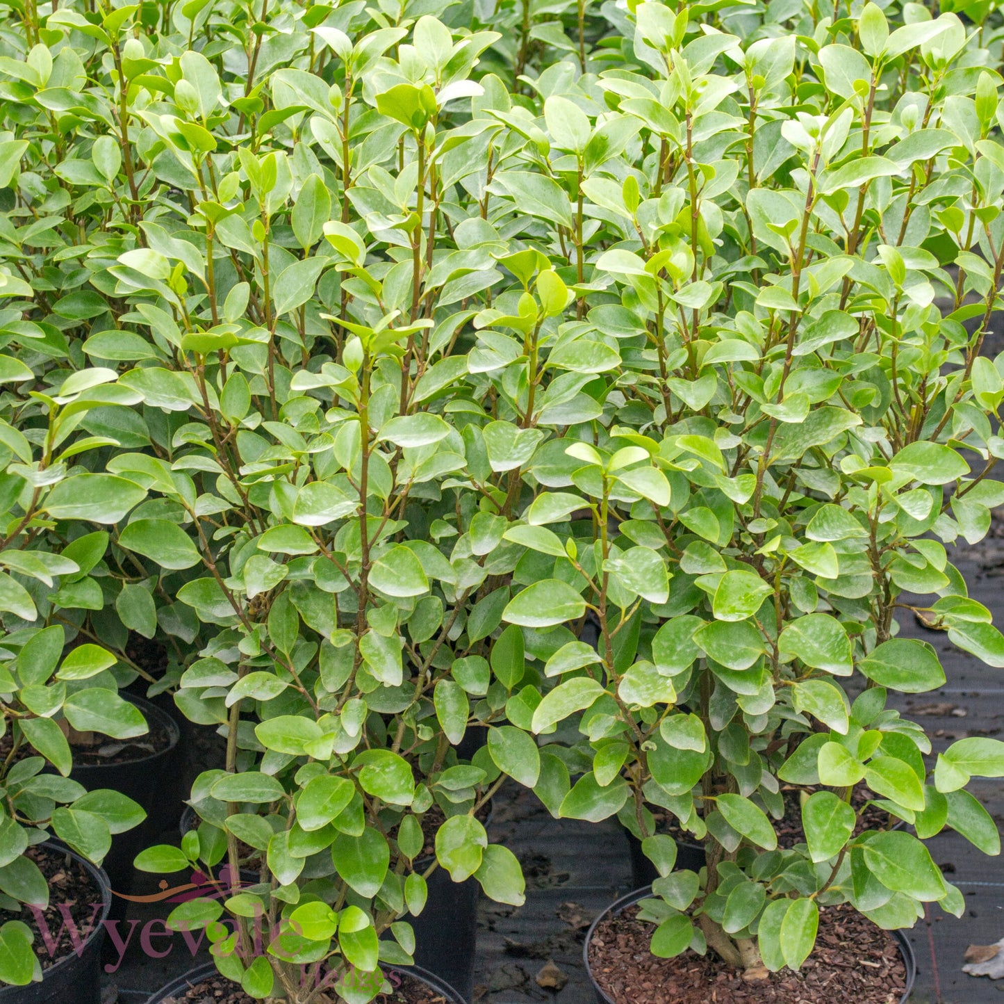 Griselinia littoralis (Broadleaf)