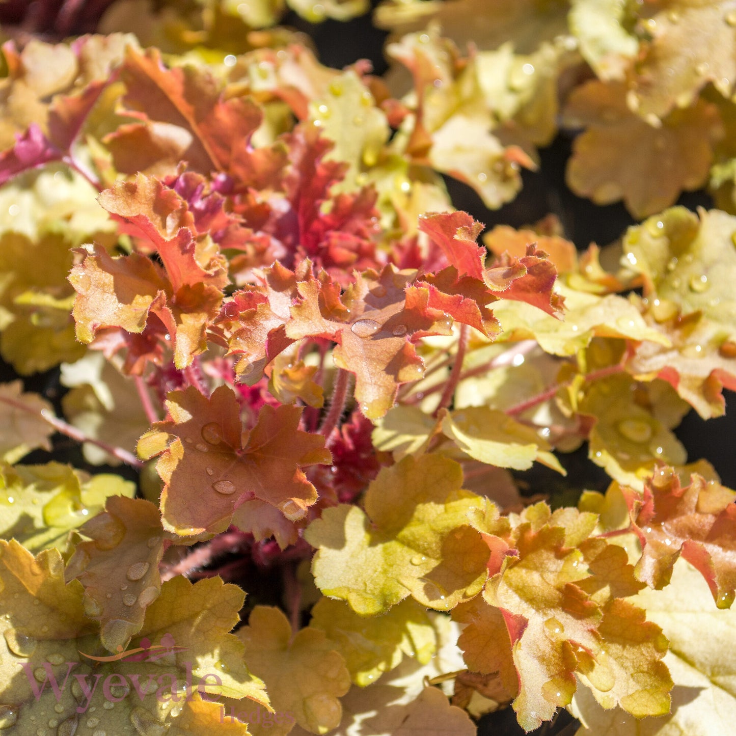 Heuchera (Coral bells) 'Marmalade'