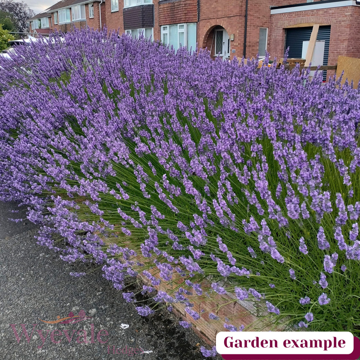 Lavandula angustifolia (English lavender) 'Hidcote'
