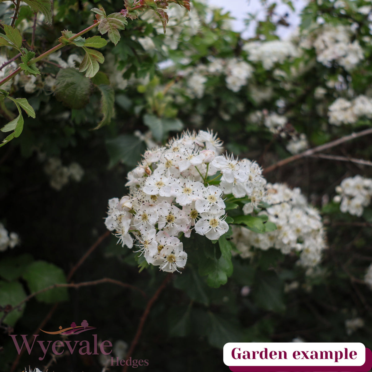 Crataegus monogyna (Hawthorn)