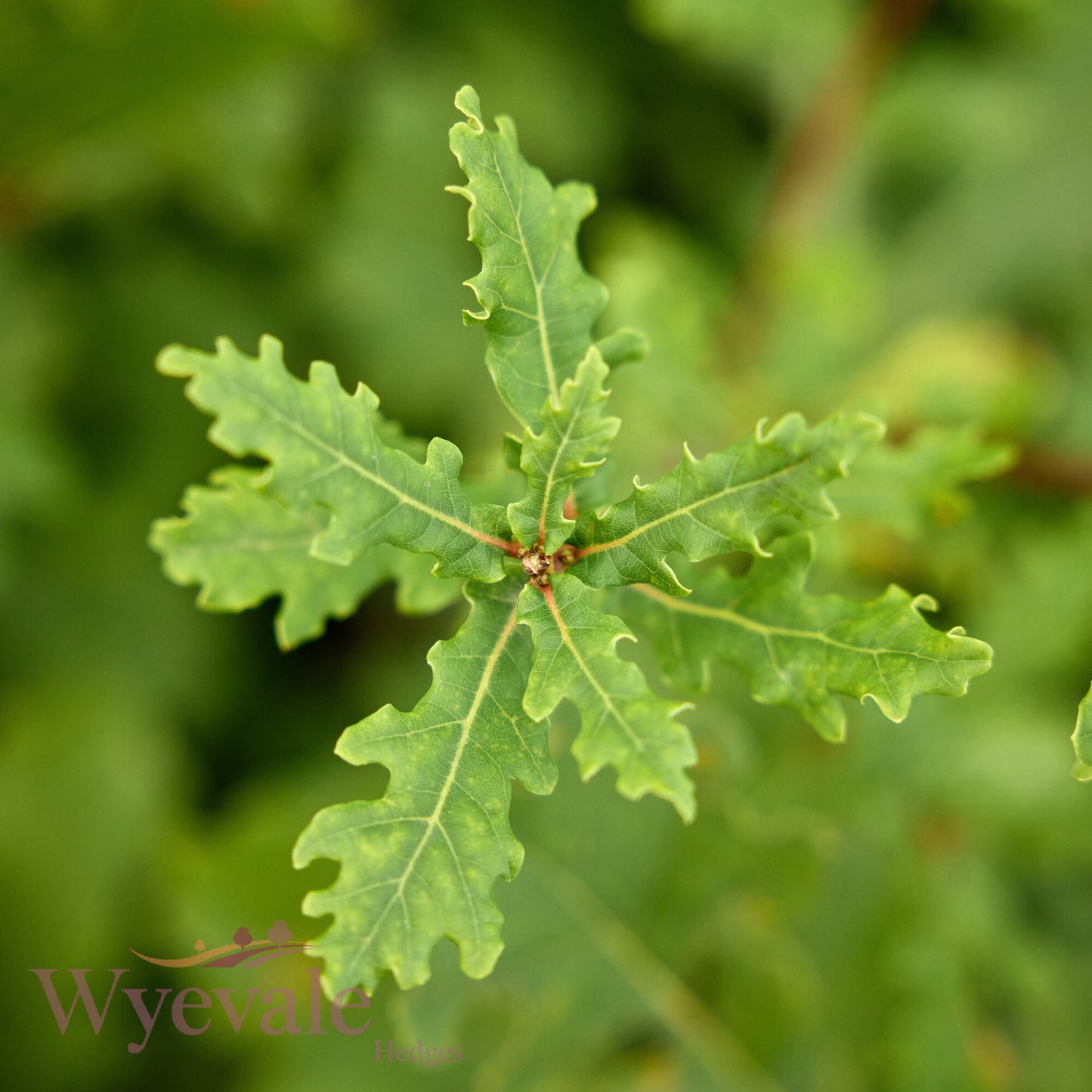 Bareroot Quercus robur (English Oak)