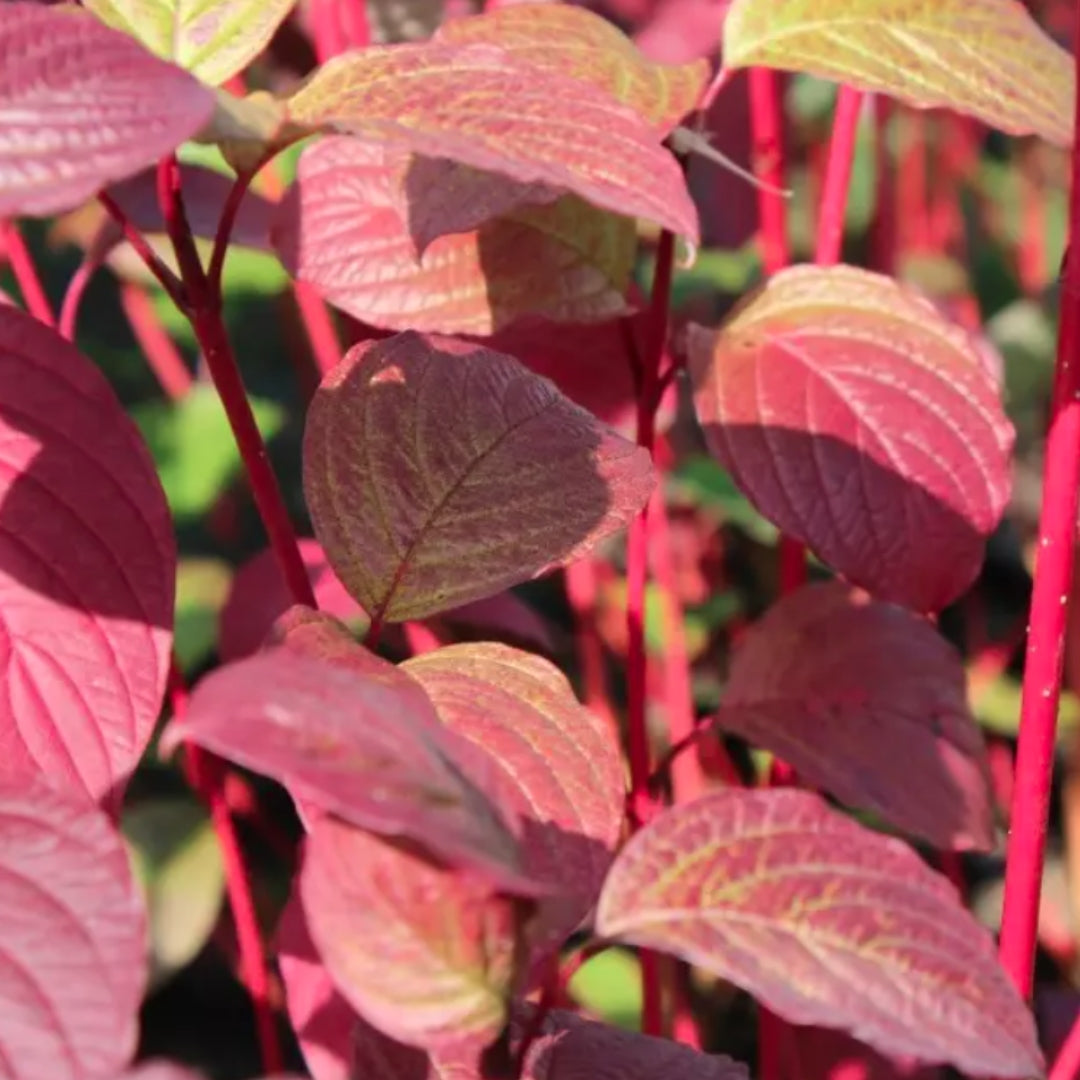 Bareroot Cornus alba Sibirica (Red-barked Dogwood)