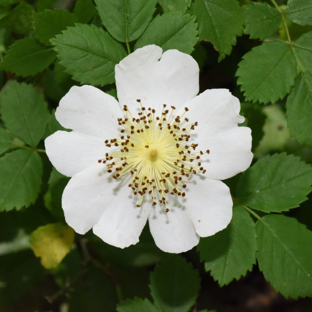 Bareroot Rosa rugosa (White Ramanas Rose) 'Alba'