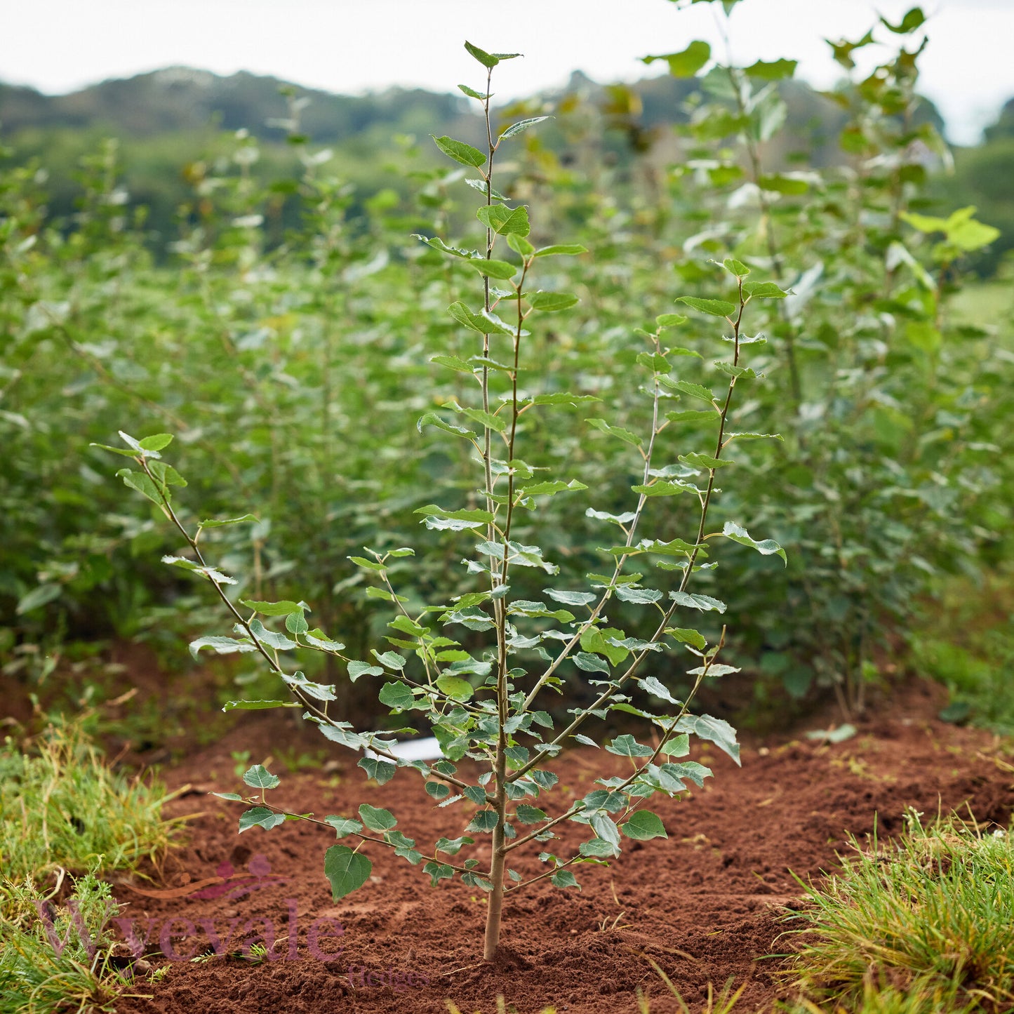 Bareroot Populus tremula (Aspen)