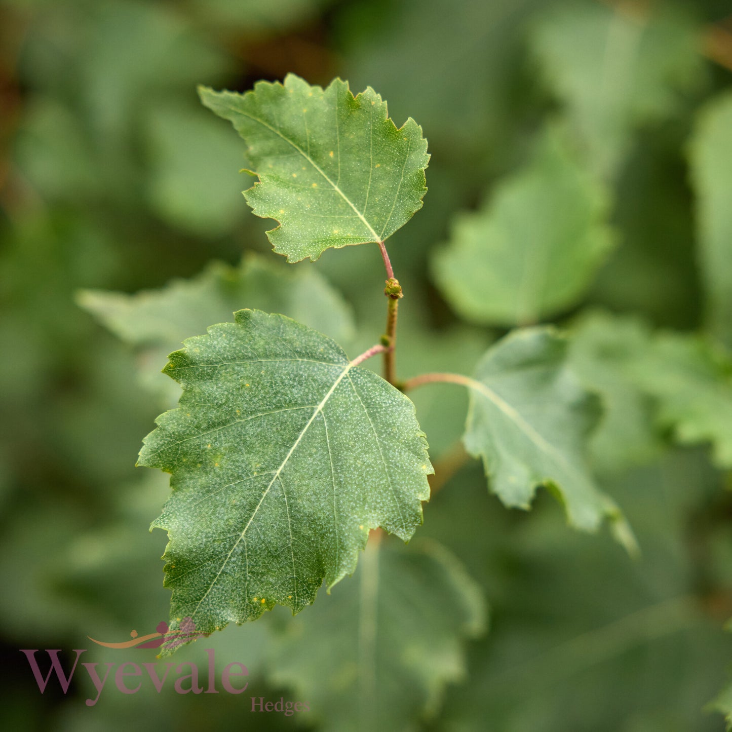 Bareroot Betula pendula (Silver Birch)
