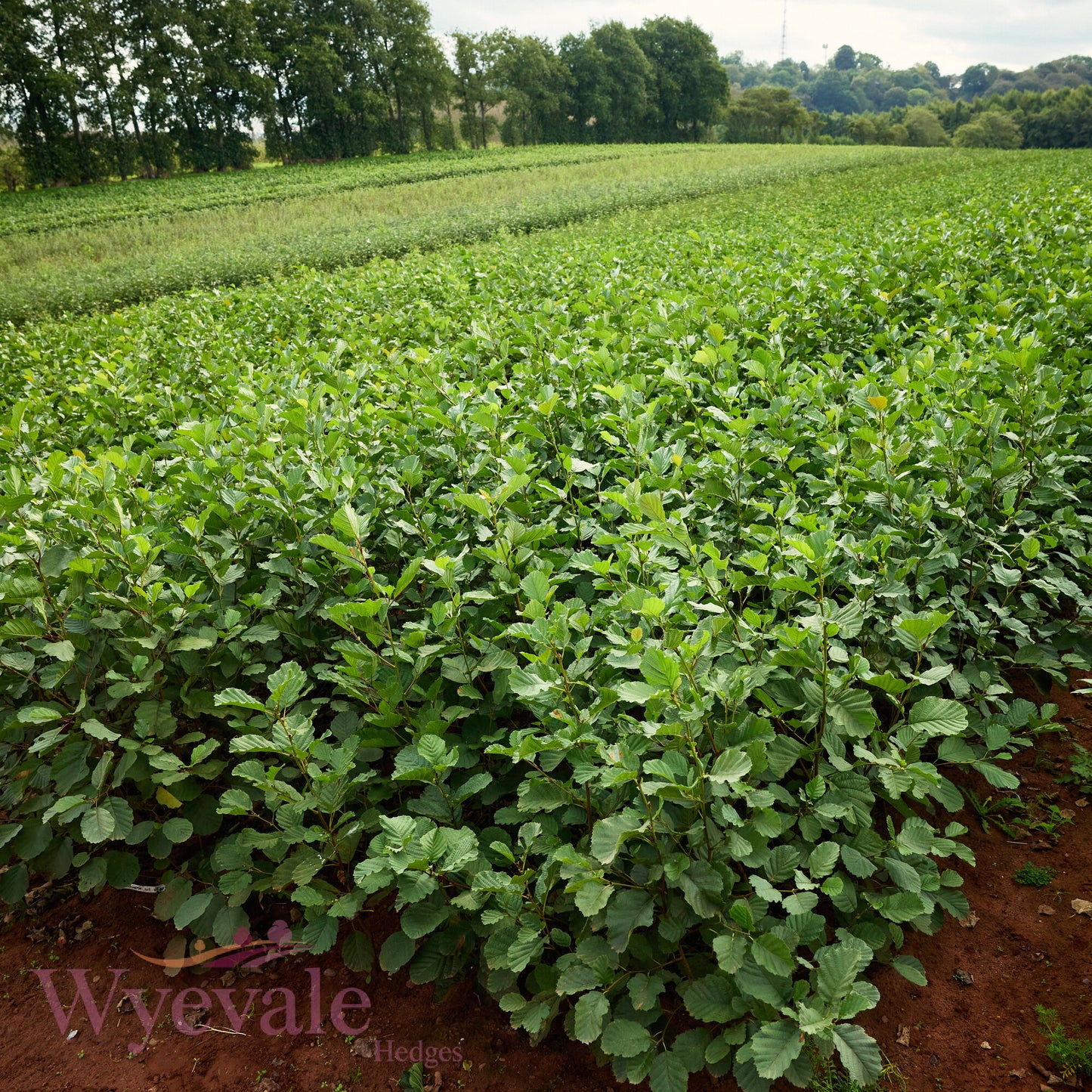 Bareroot Alnus glutinosa (Common Alder)