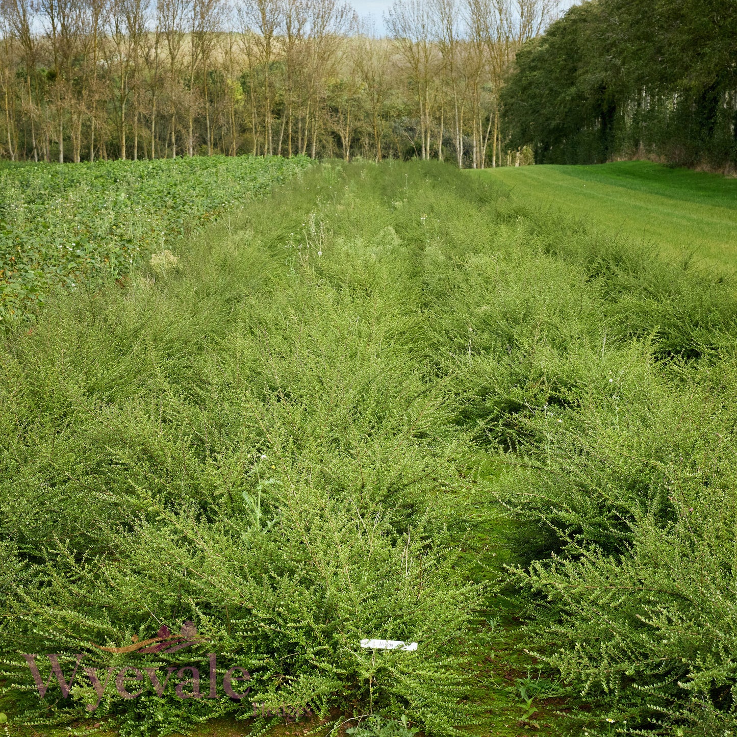 Bareroot Lonicera nitida (Box Honeysuckle)